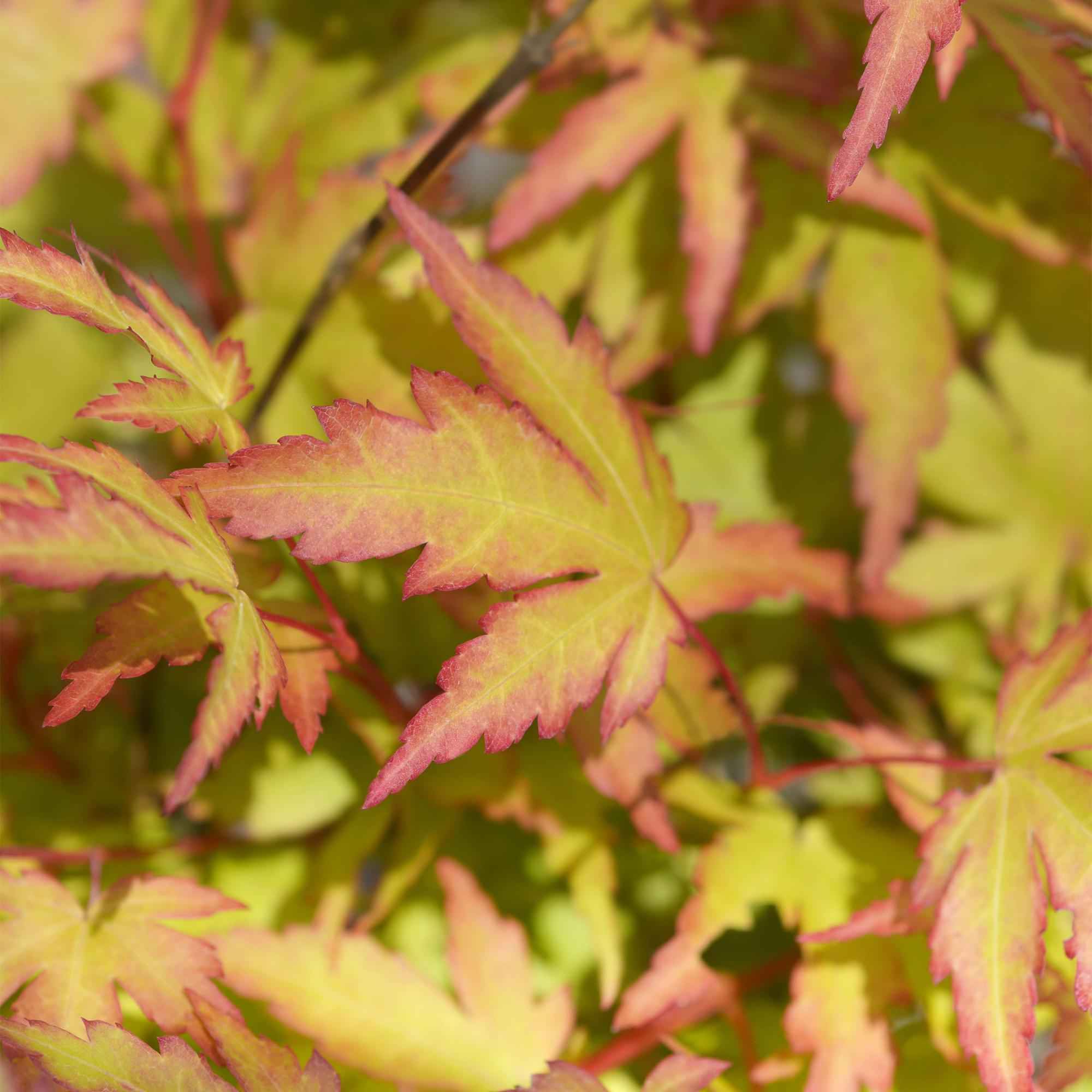 Image of Ahorn Acer palmatum Sangokaku – 12cm – Höhe ca. 35cm – Hellgrünes Laub & goldene Herbstfärbung – Laubabwerfender pflegeleichter Zierstrauch-2