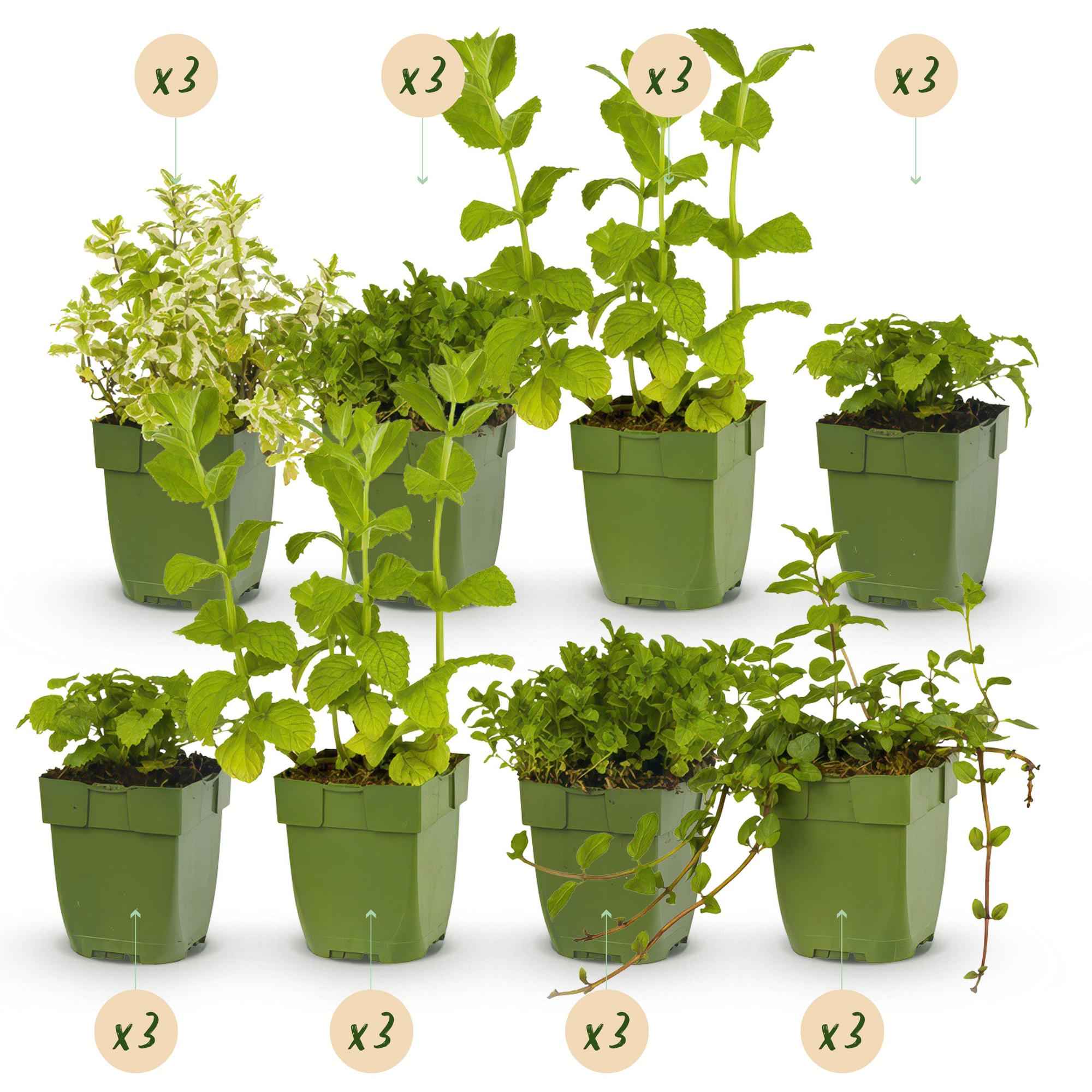 Image of Staudenset – Kräuter – 24 Teekräuter – Stauden für 3 m² – Aromatisch & Duftend – Pflegeleicht – Verschiedene Sorten – Ø11cm