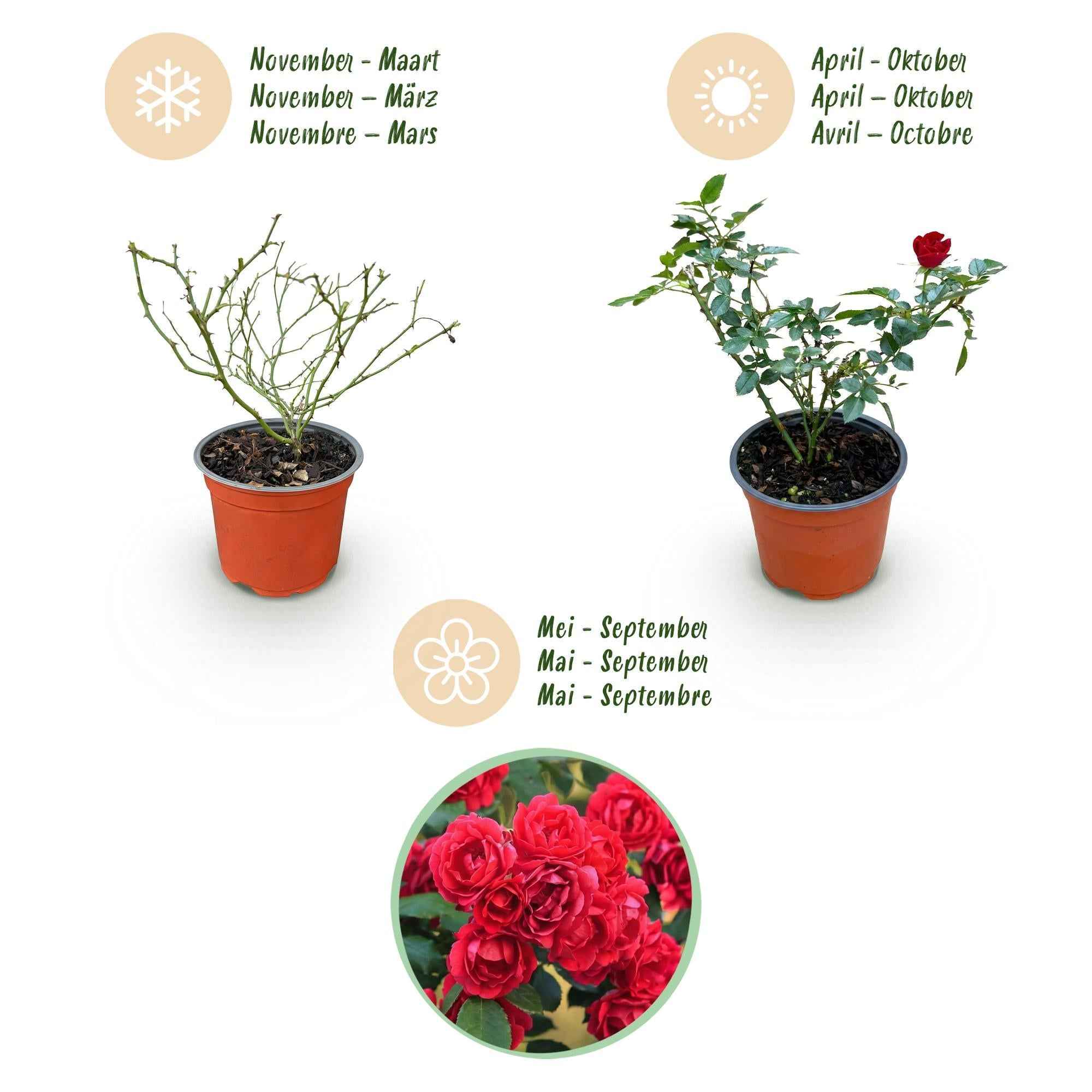 Image of Rose Rosa The Fairy Rot winterhart 20-25cm 12cm für Garten Balkon Terrasse Beet rote Beetrose dauerblühend bienenfreundlich pflegeleicht kompakt