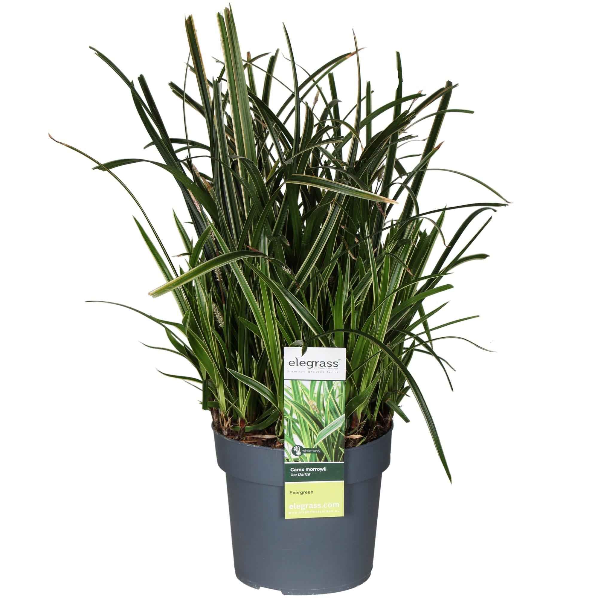 Image of Carex morrowii Ice Dance – Ziergras für Garten, Balkon & Terrasse – Ø19cm – Höhe ca. 45cm – Immergrün, robust & pflegeleicht-0