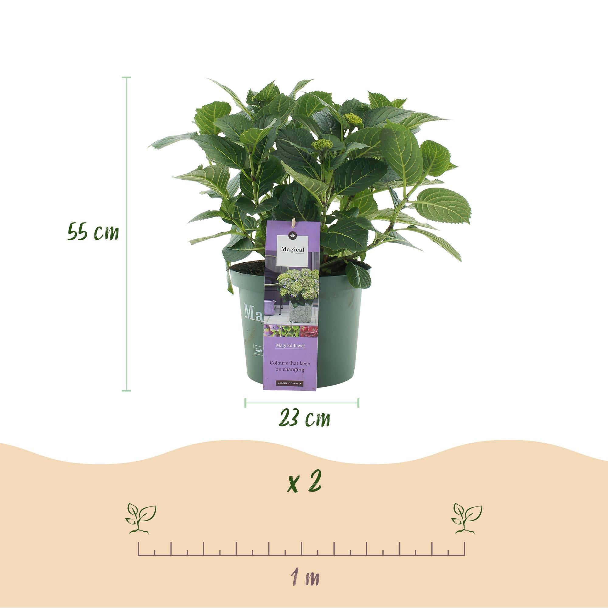 Image of Hortensie Magical Jewel Blue – Hydrangea macrophylla – Blau – Balkonpflanze – 23cm Ca. 55cm hoch – 6-10 Blüten – Für Balkon, Terrasse & Beet-2