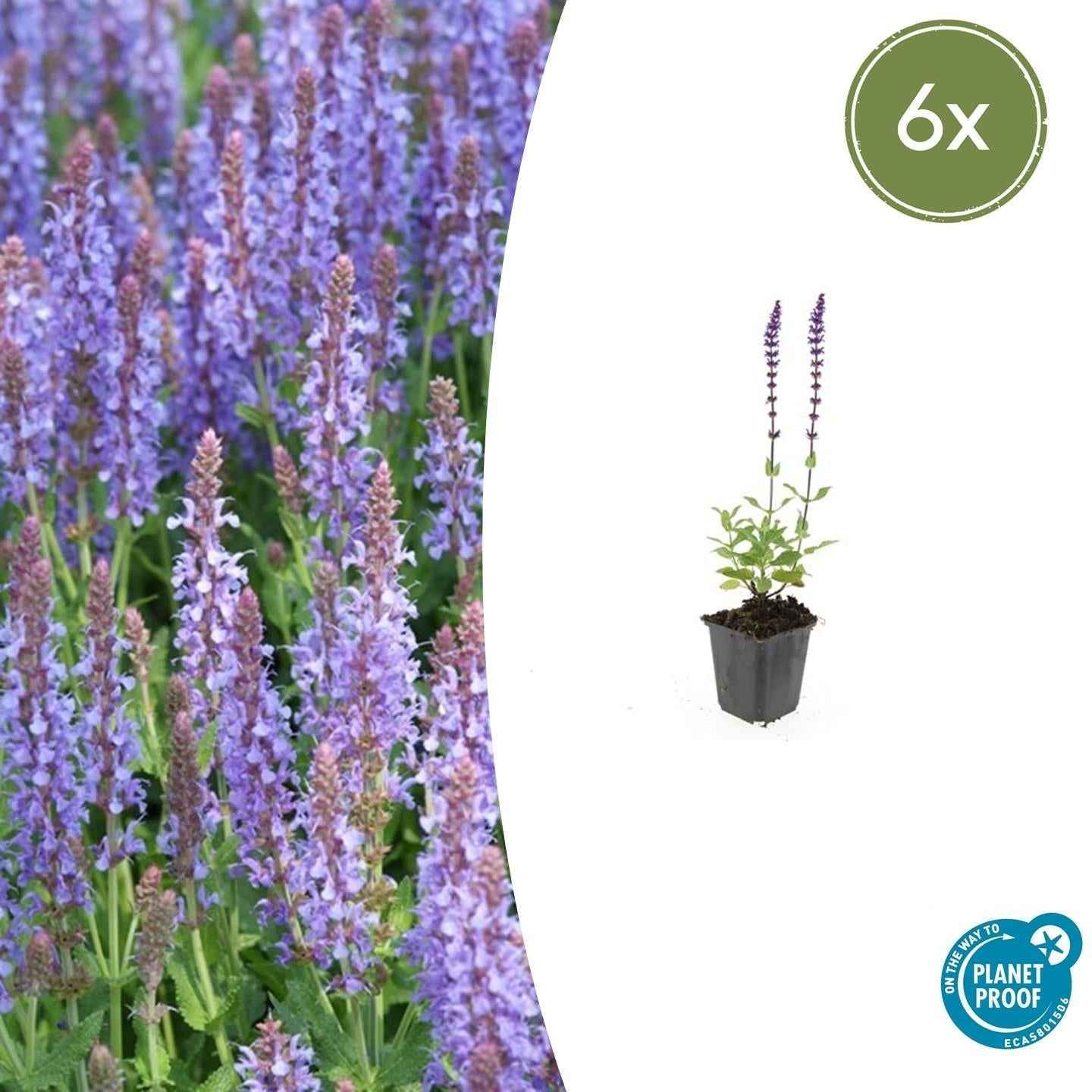 Image of Blüten – Salbei Salvia nemorosa 'Caradonna' – ↕10-25cm – Ø9cm – 6 Pflanzen – Tiefviolett – Bienenfreundlich – Pflegeleicht – Sonniger Standort-1