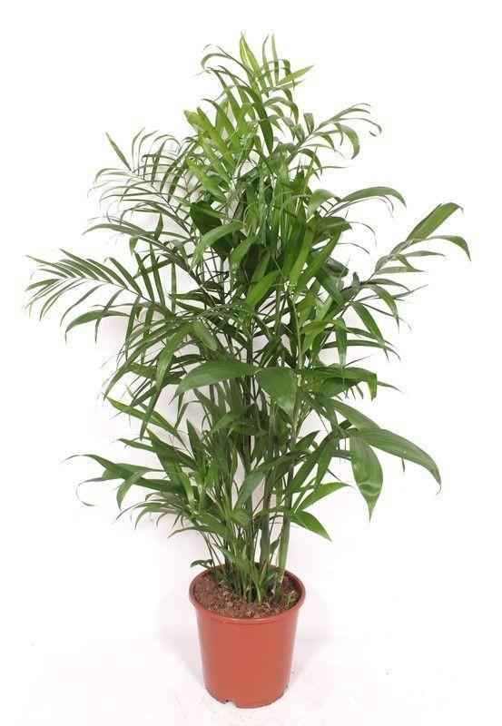 Image of Chamaedorea seifrizii Bergpalme 140cm große Pflanze Zimmerpalme pflegeleicht für Zimmer Büro Wintergarten tropische Palmenpflanze für helle Innen-0