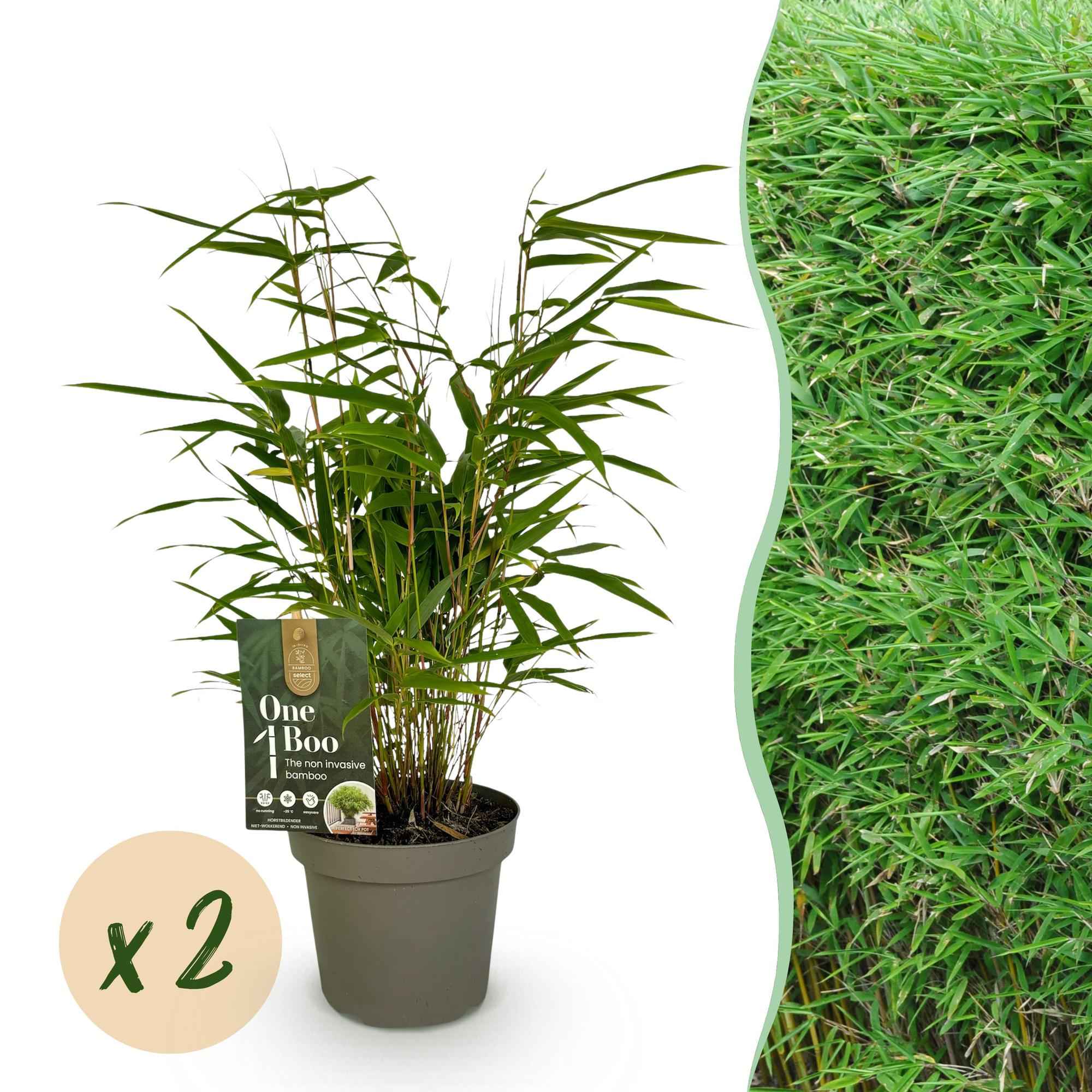 Image of Bambus Fargesia rufa – Immergrün – 2 Pflanzen – Grüner Bambus für Hecke, Garten & Terrasse – Ø14cm Höhe ca. 35cm-1