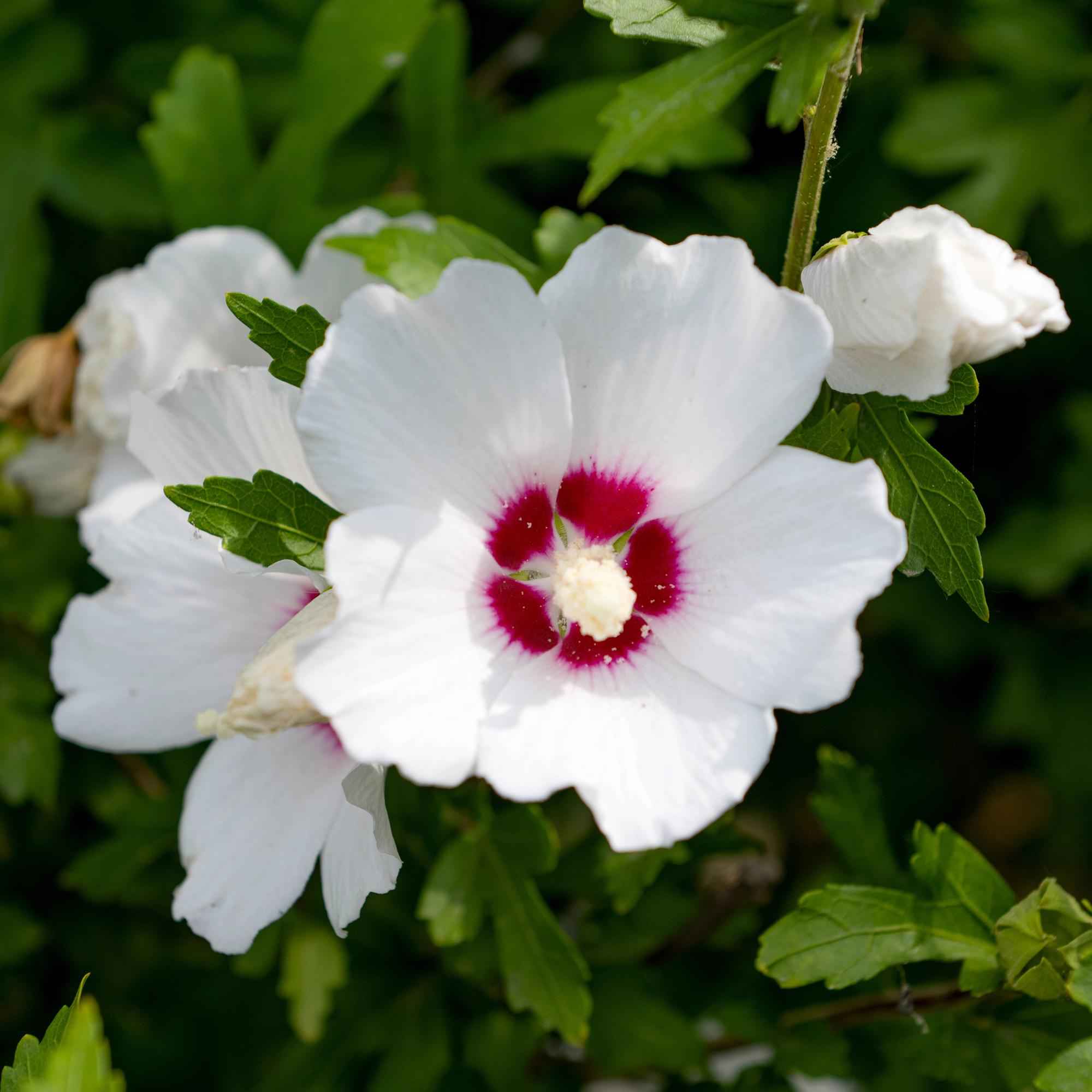 Image of Garteneibisch Hibiscus syriacus Red Heart – Blüte Weiß mit Rotem Herzen – Strauch – Wenig Pflege – 17cm x H45cm – Sommerblüher & Bienenfreundlich-0