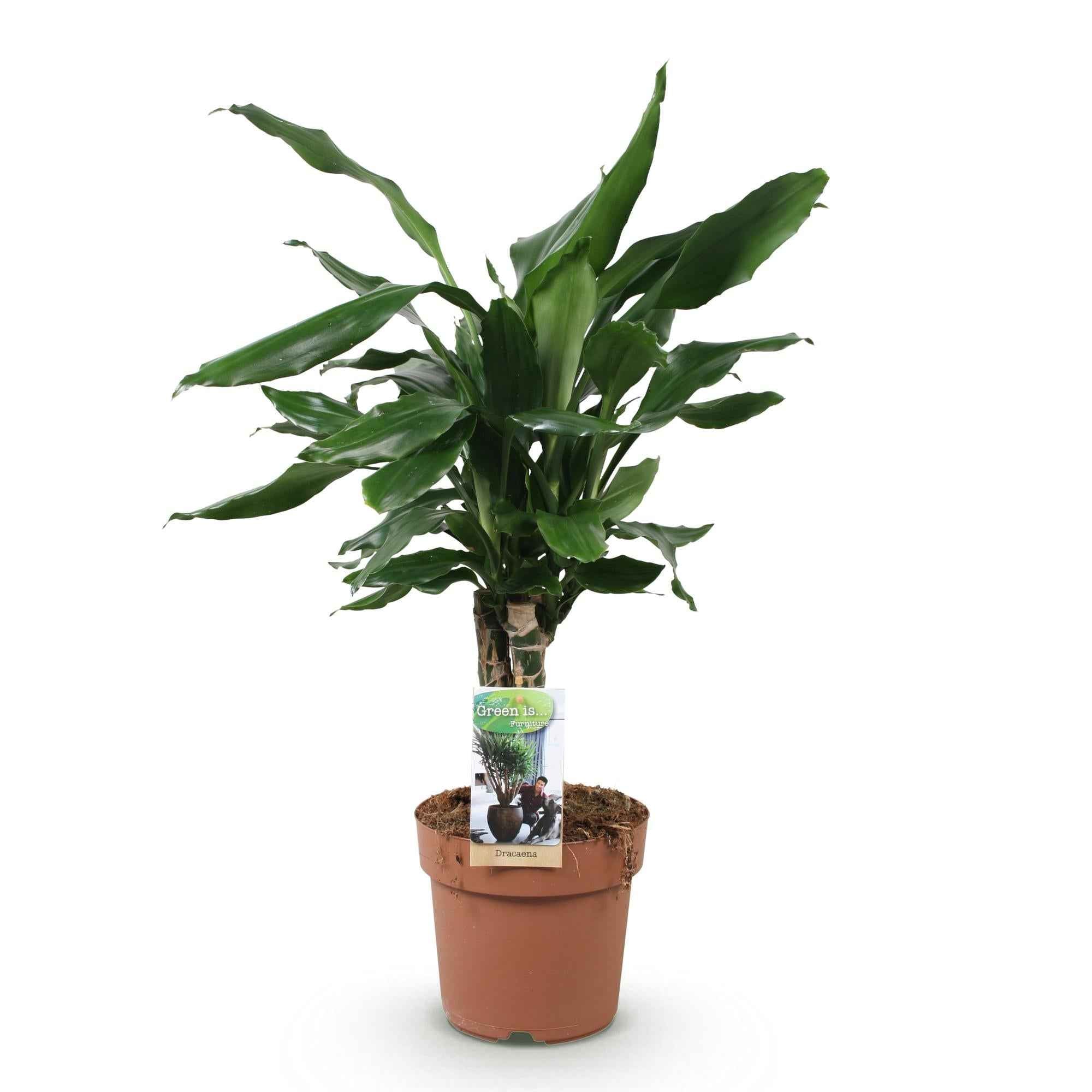 Image of Dracaena fragrans Steudneri – 50-55cm – 17cm – Pflegeleichter Drachenbaum – Grüne Zimmerpflanze für Wohnzimmer, Büro & Schlafzimmer-0