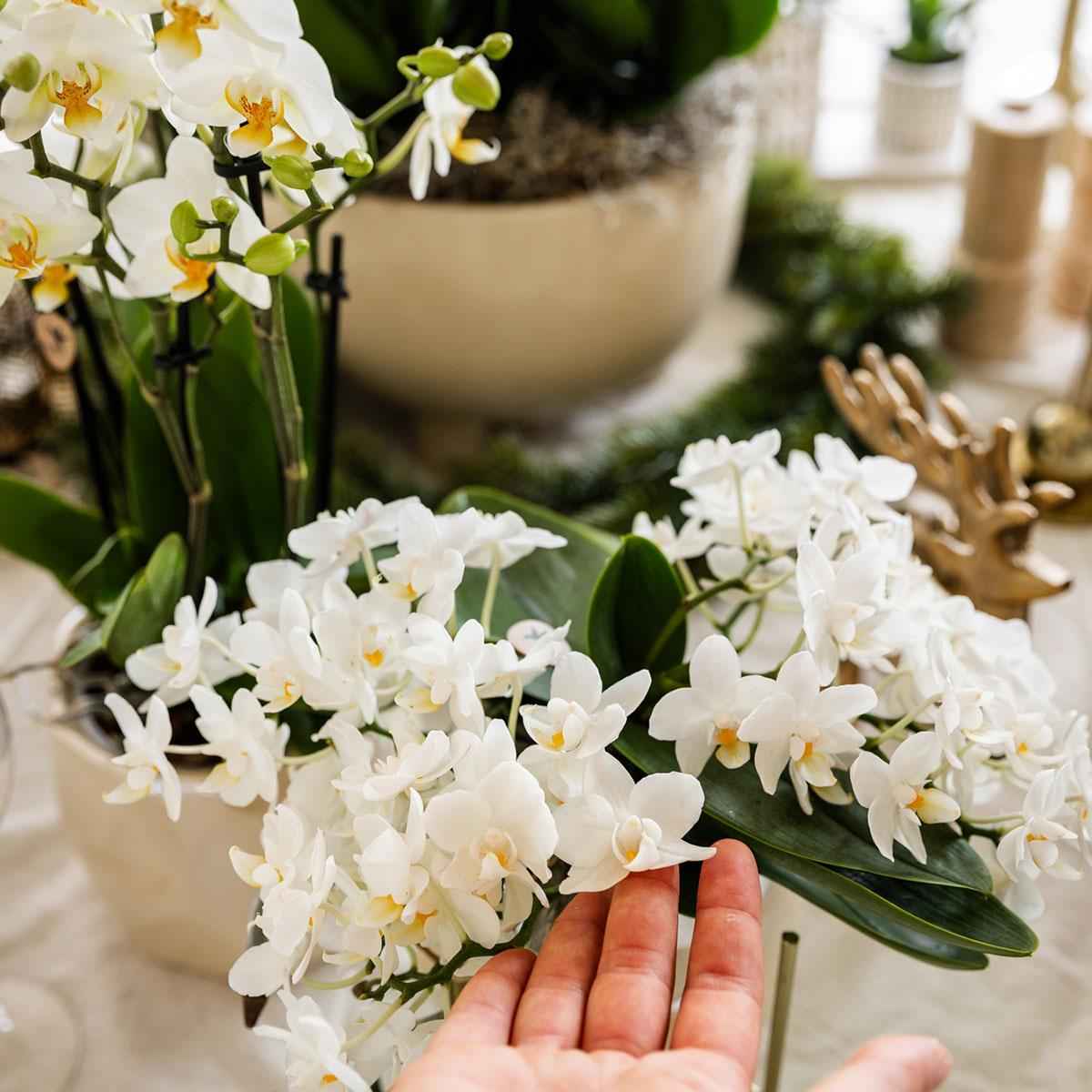 Image of Weiße Phalaenopsis Orchidee Nazaré – Ø9cm – Elegante Zimmerpflanze – Pflegeleicht & Blühfreudig – Ideal für Küche, Wohnzimmer & Büro