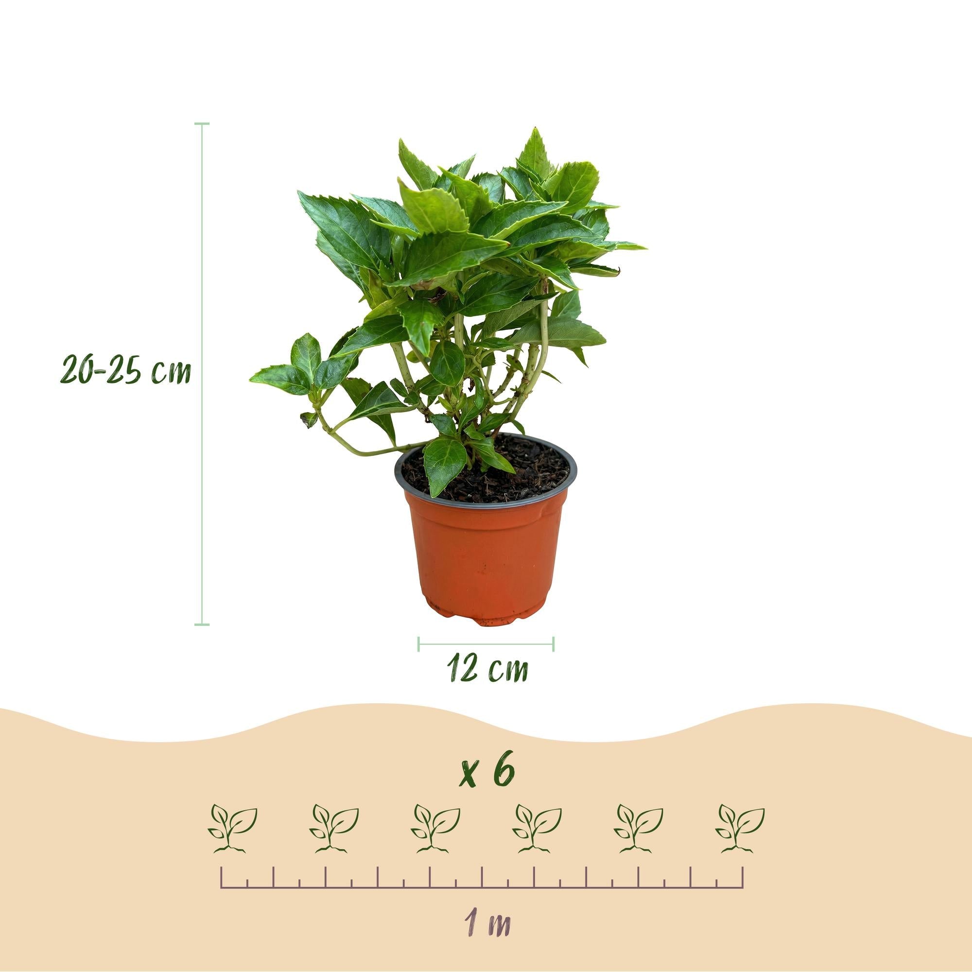 Image of Hortensie Hydrangea macrophylla rosa winterhart 20-30cm 12cm für Garten Balkon Terrasse Beet blühender Zierstrauch pflegeleicht bienenfreundlich-2