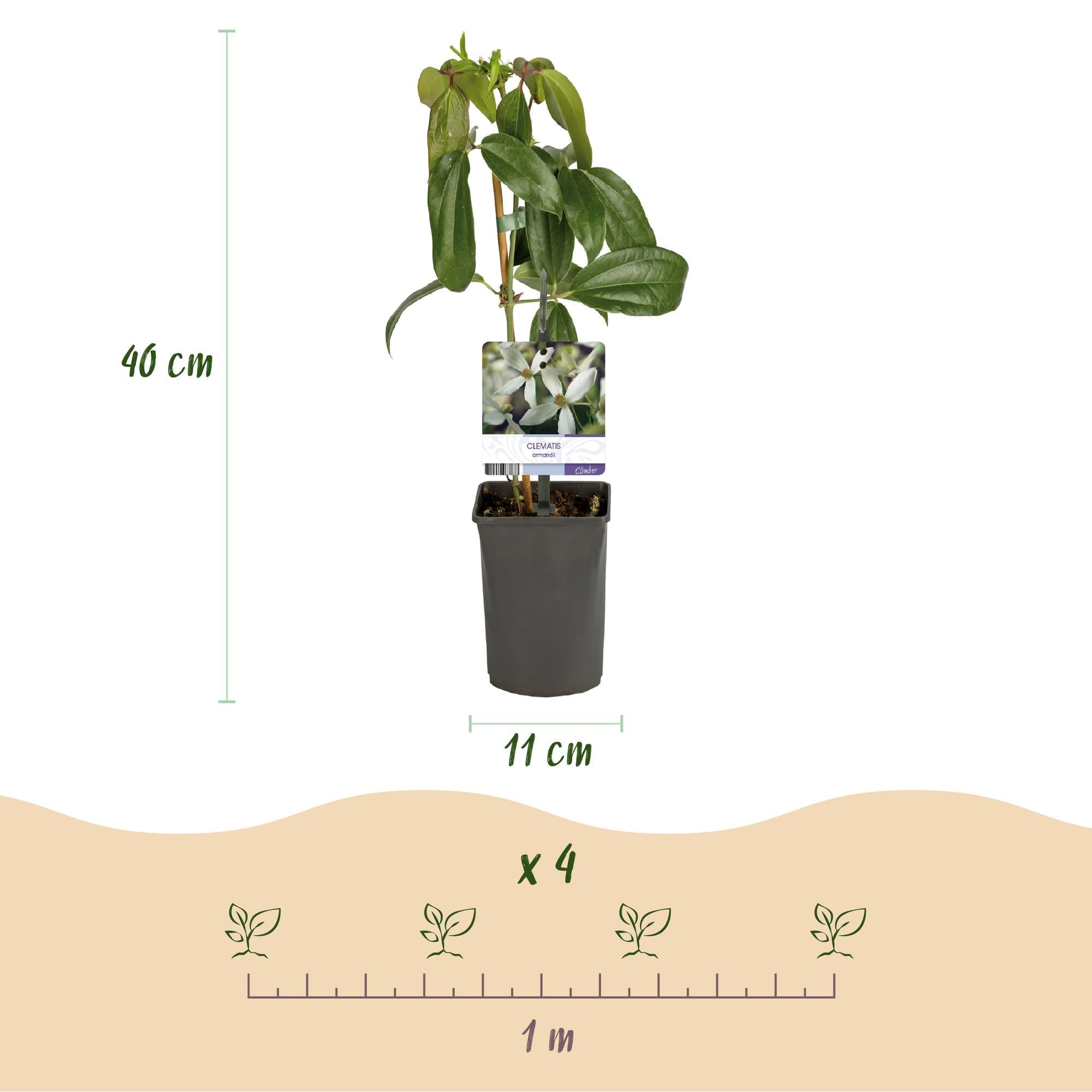 Image of Kletterpflanze – Clematis armandii – Weiße Blüten – Immergrün – Duftend – 11cm – Höhe 40cm – Frühblüher – Pflegeleicht-3