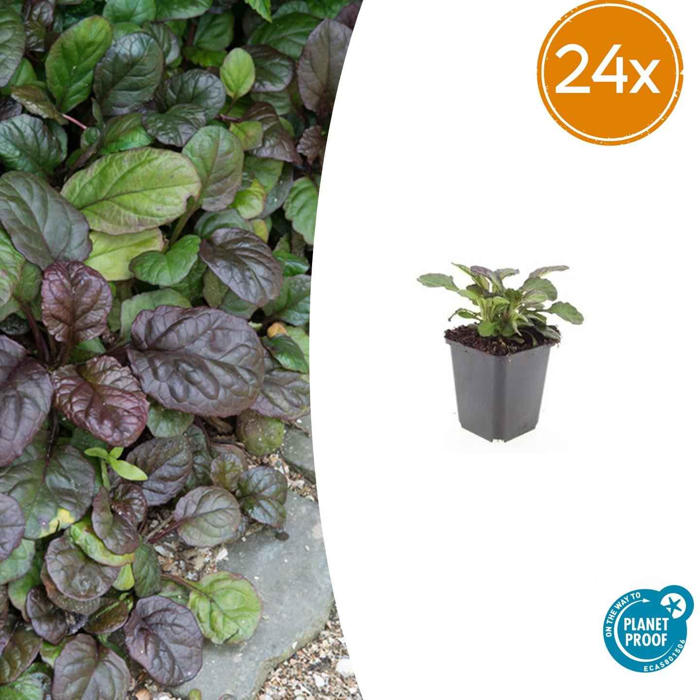 Image of Ajuga reptans ‘Catlin’s Giant’ – 24 Pflanzen – ↕10-25cm – Ø9cm – Bodendecker – Blaue Blüten – Winterhart & Pflegeleicht – Für Schatten & Halbschatten-1