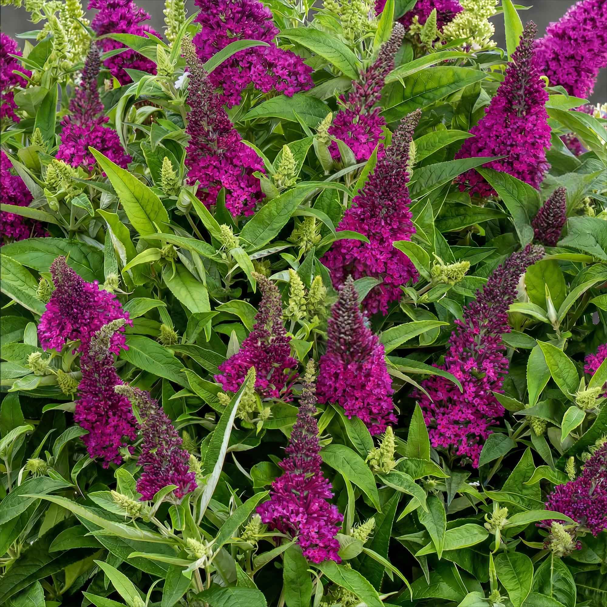 Image of Schmetterlingsstrauch Buddleja davidii Butterfly Candy Little Ruby kompakt rot 20-25cm 12cm bienenfreundlich duftend für Garten Balkon Terrasse Beet-0