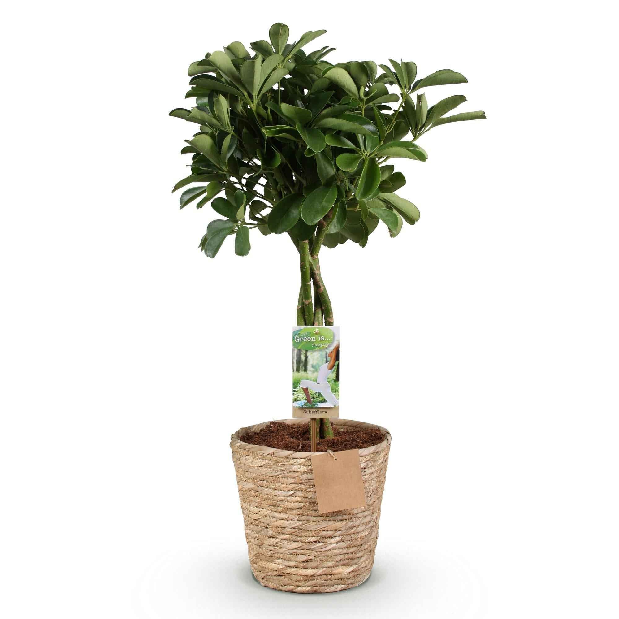 Image of Schefflera Nora – 70-80cm – 21cm inkl. Naturkorb – Pflegeleichter Fingerbaum – Glänzende Grünpflanze für Wohnzimmer, Büro & Schlafzimmer-0