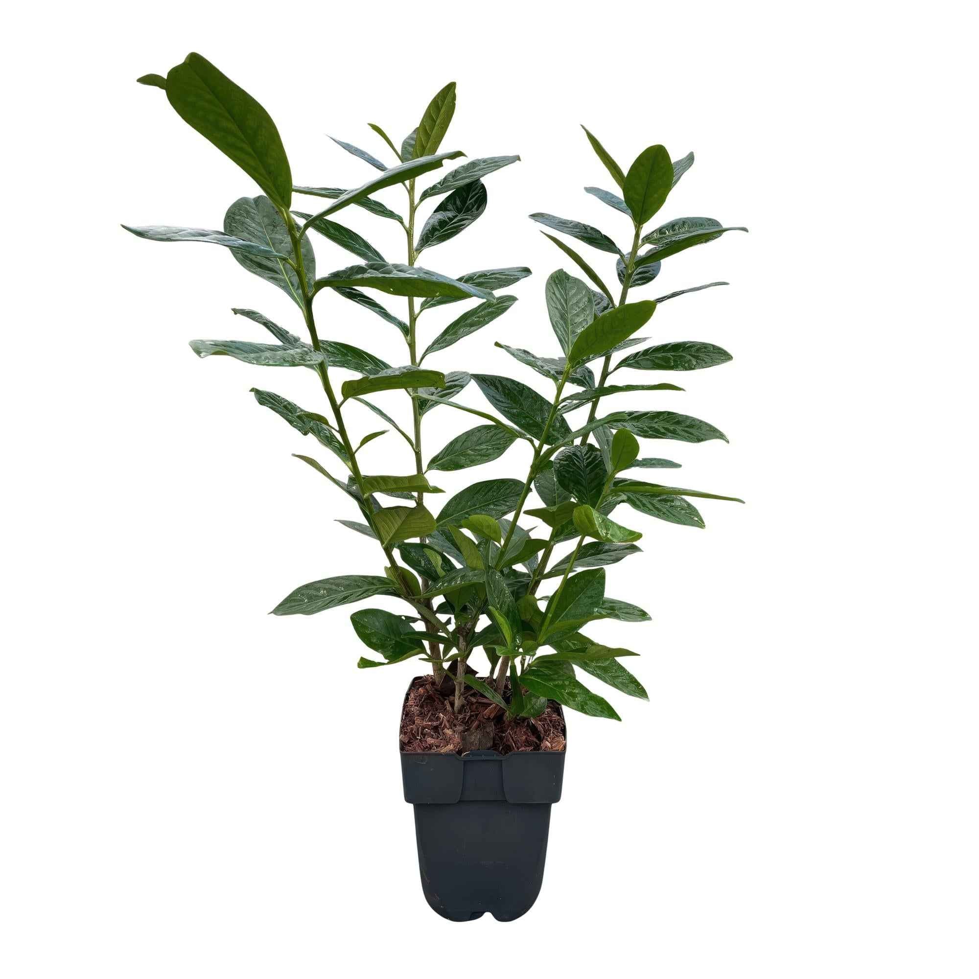 Image of Kirschlorbeer Prunus laurocerasus Novita – Heckenpflanze – Blatt grün – 6 Pflanzen – 1 laufender Meter – Immergrün – 17cm Höhe 50cm-3