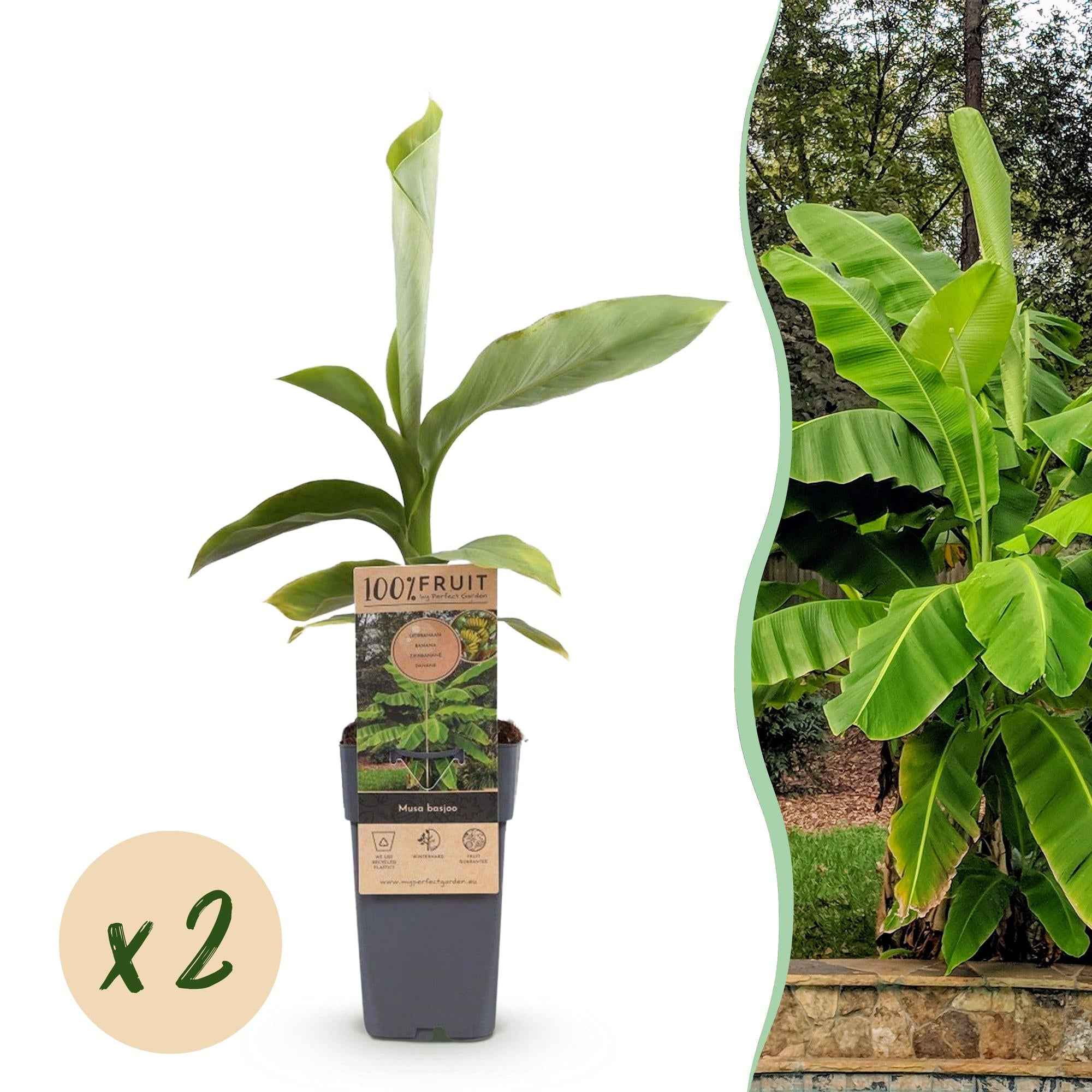 Image of Japanische Faserbanane – Musa basjoo – Winterhart – 2 Pflanzen – Ø15cm – Höhe ca. 50cm – Tropische Optik & essbare Früchte – Pflegeleicht-1