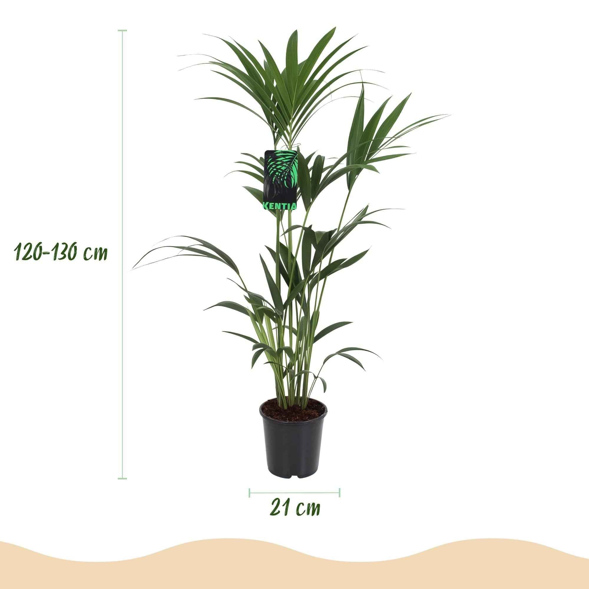 Image of Howea Forsteriana – Kentia – Palme – 120-130cm – 21cm – Pflegeleichte Zimmerpalme mit eleganten Wedeln-2