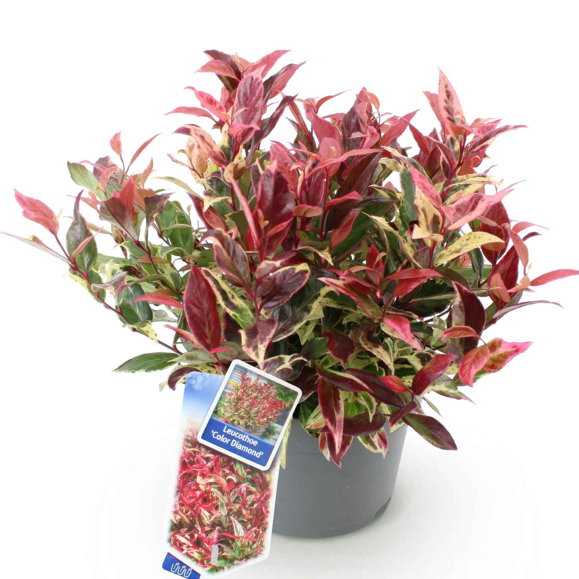 Image of Leucothoe Colour Diamond – Immergrüne Gartenpflanze mit buntem Laub – Pflegeleichter Zierstrauch für Beet, Balkon & Terrasse – 17cm