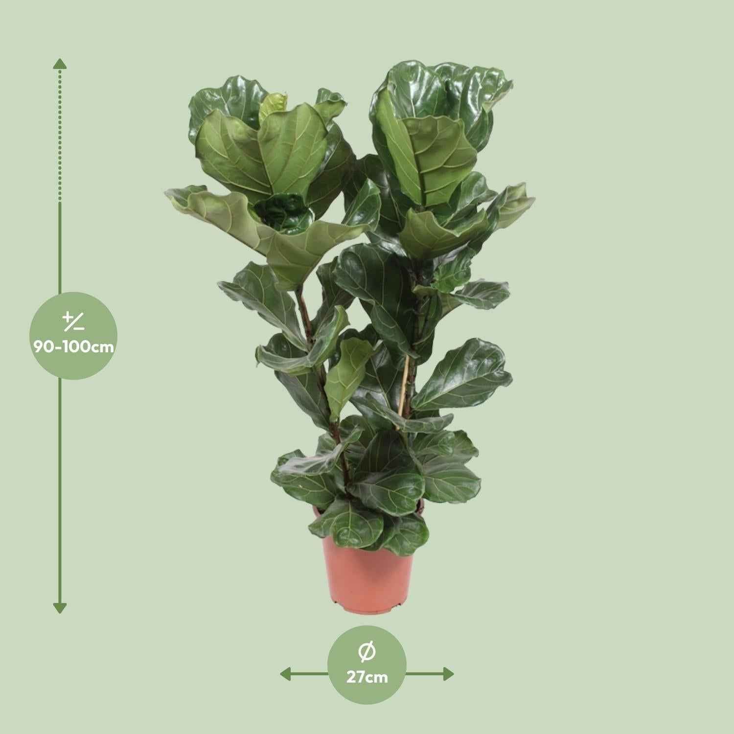 Image of Geigen – Feige – Ficus Lyrata – Zimmerpflanze – Ø27cm – ↕100cm – Elegante Grünpflanze mit großen Blättern – Luftreinigend & pflegeleicht-1