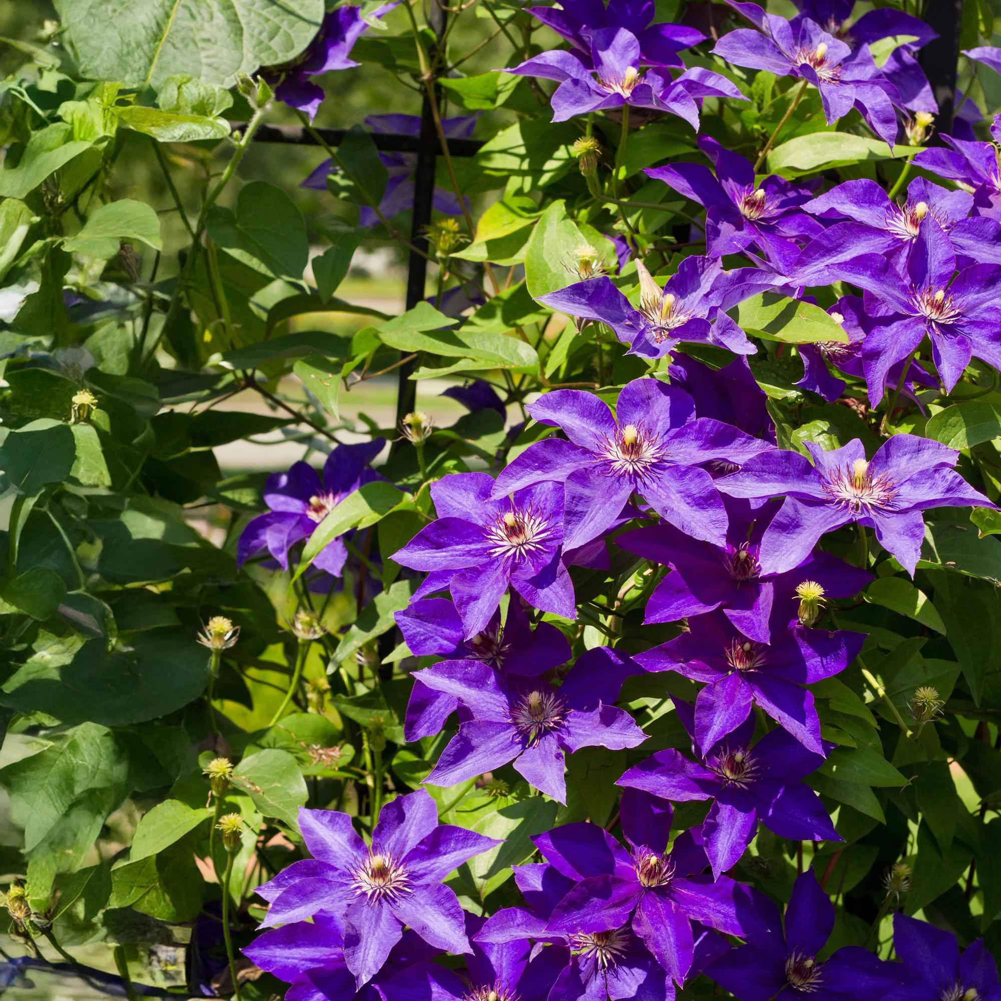Image of Kletterpflanze Clematis The President – Rosa Blüten – 2 Pflanzen – 11cm x H40cm – Bis 3m – Pflegeleicht – Ideal für Garten, Balkon & Pergola