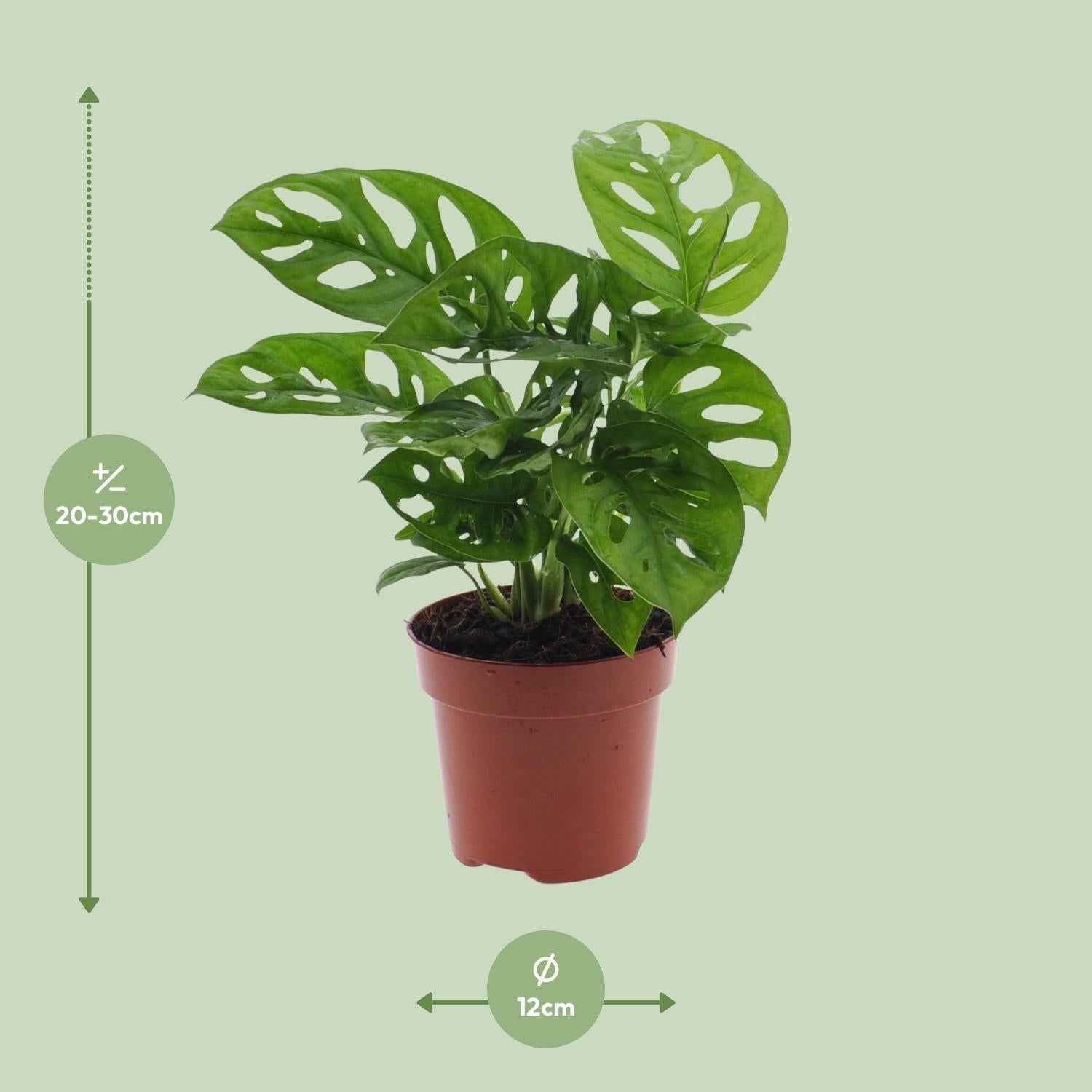 Image of Monstera Monkey Leaf – Fensterblatt – Ø12cm – ↕30cm – Pflegeleichte Lochpflanze mit dekorativem Blattmuster – Luftreinigend & dekorativ-1