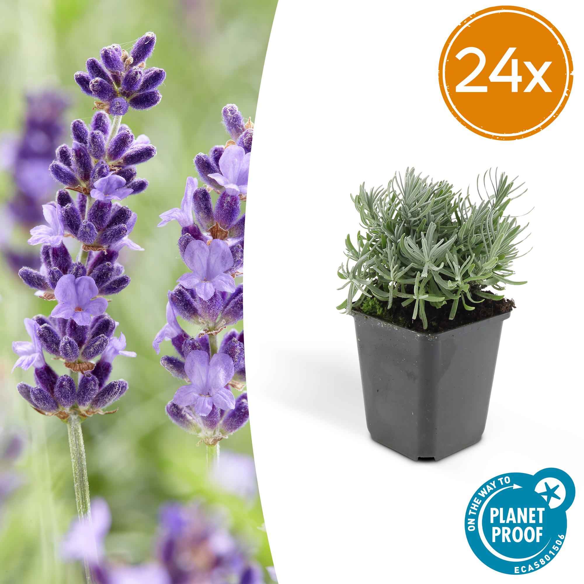 Image of Lavandula angustifolia 'Hidcote' – winterharter Lavendel – 24 Pflanzen – duftend & bienenfreundlich – Ø9cm – ↕10-25cm-2