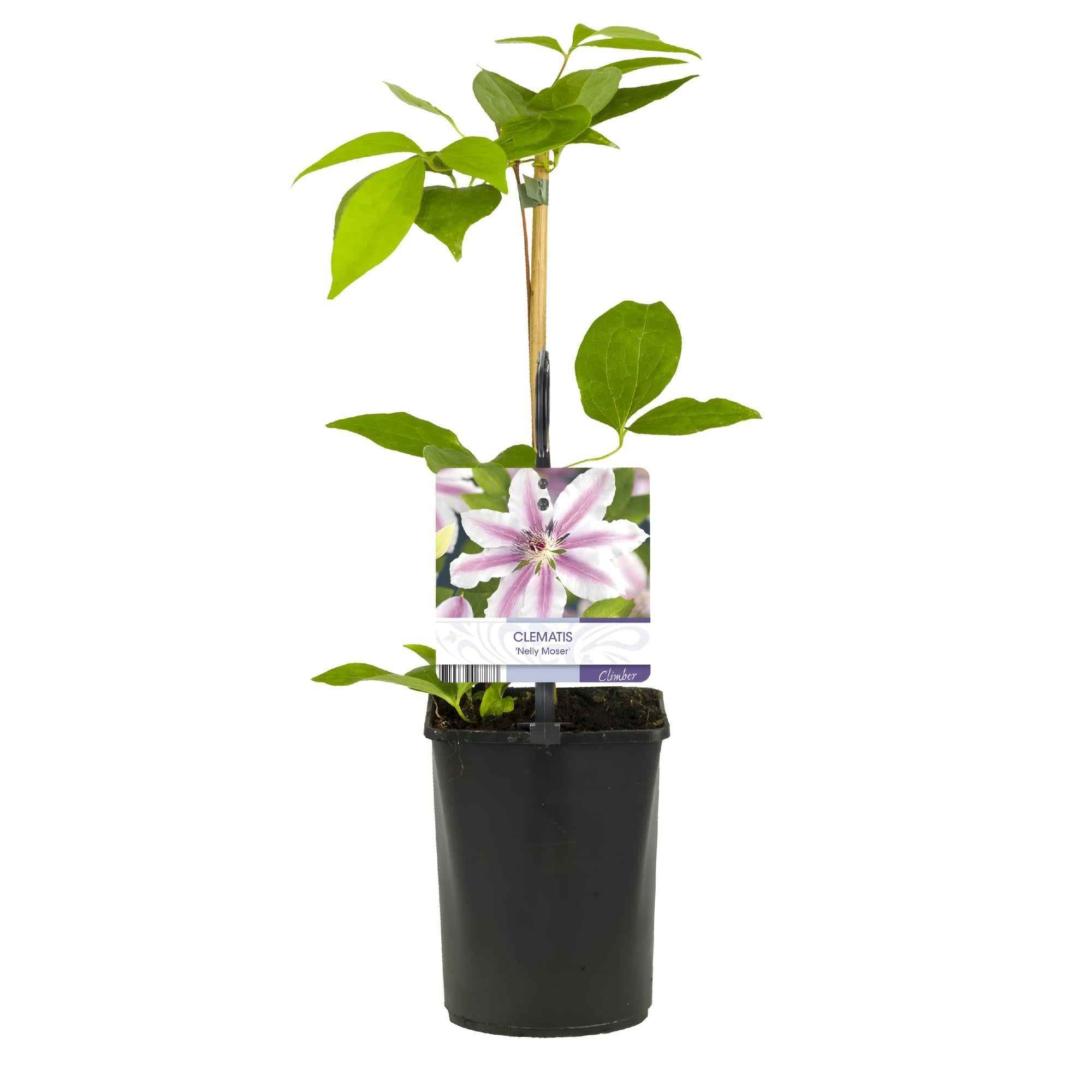 Image of Kletterpflanze Clematis Nelly Moser – Rosa Blüten – Wenig Pflege – 2 Pflanzen – 11cm Höhe 40cm – Für Garten, Balkon & Pergolen-3
