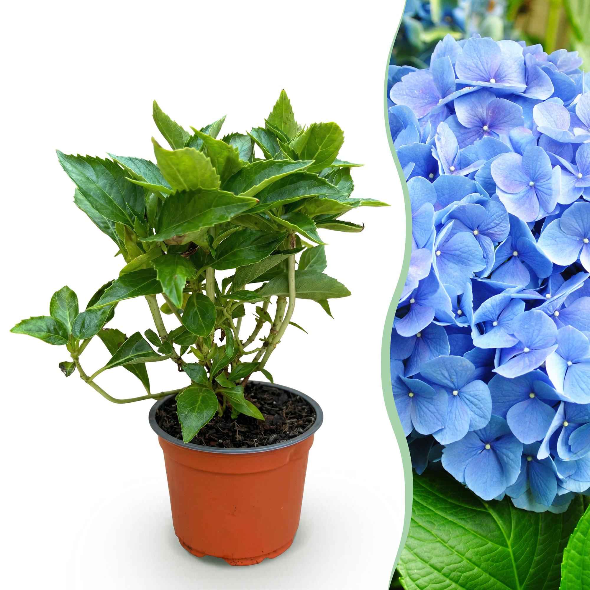 Image of Hortensie Hydrangea macrophylla blau winterhart 20-30cm 12cm für Garten Balkon Terrasse Beet blühender Zierstrauch pflegeleicht bienenfreundlich-1