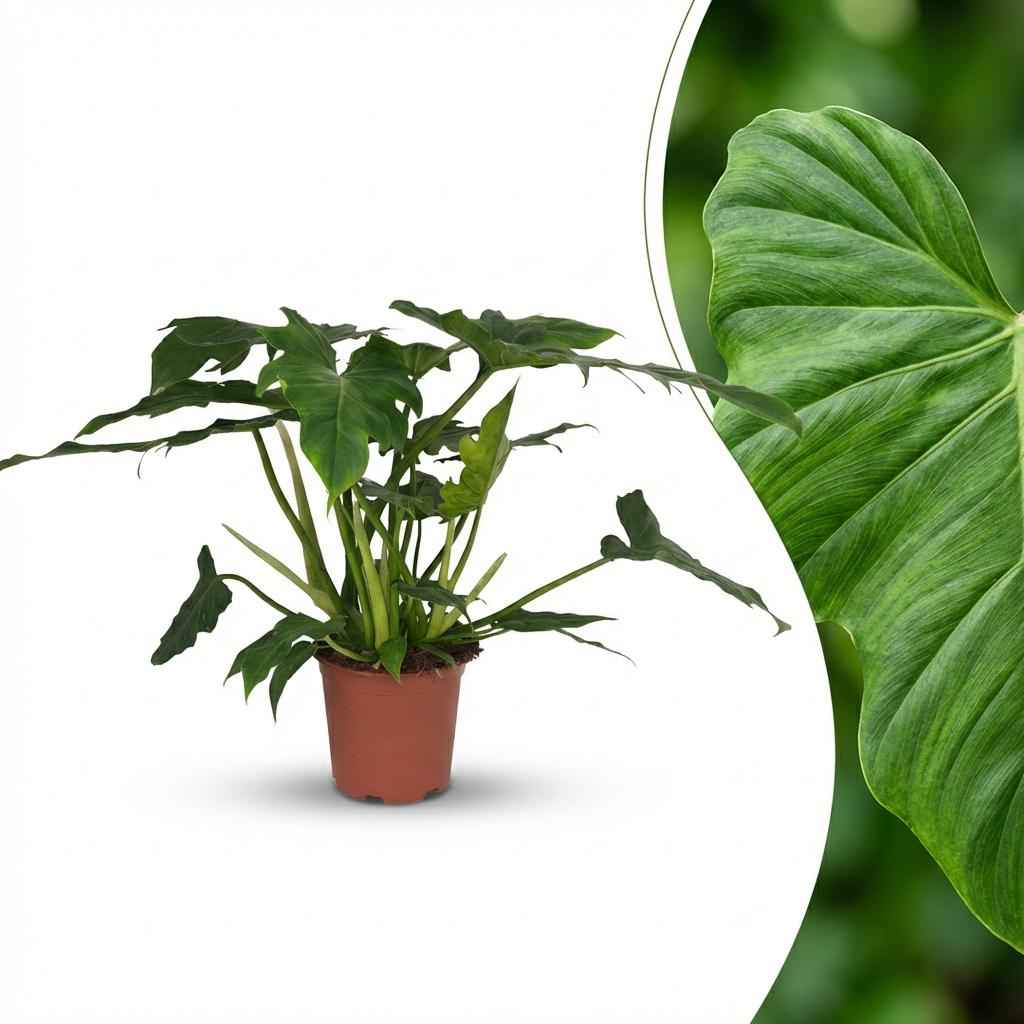 Image of Philodendron lacerum grün 65cm 19cm Baumfreund Pflanze pflegeleicht große Blätter für Zimmer & Büro tropische Grünpflanze für halbschattige Standorte-1