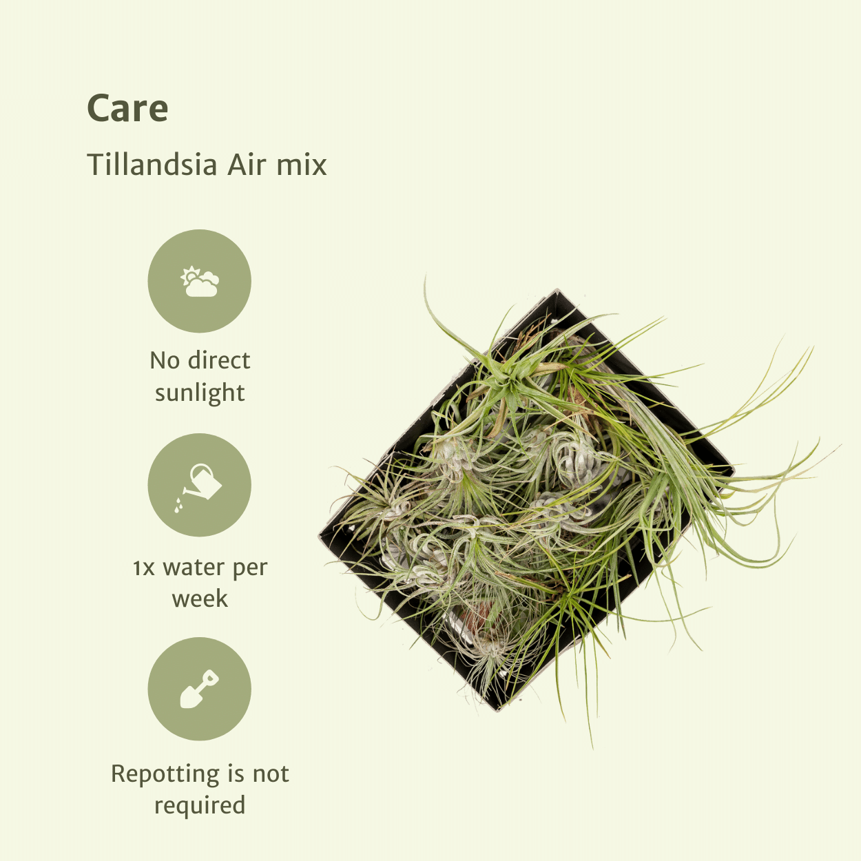 Image of Tillandsia Air Mix – 10 Luftpflanzen – Ø6cm – ca. 6cm hoch – Pflegeleichte Tillandsien – Mischung – Für kreative Deko & helle Innenräume