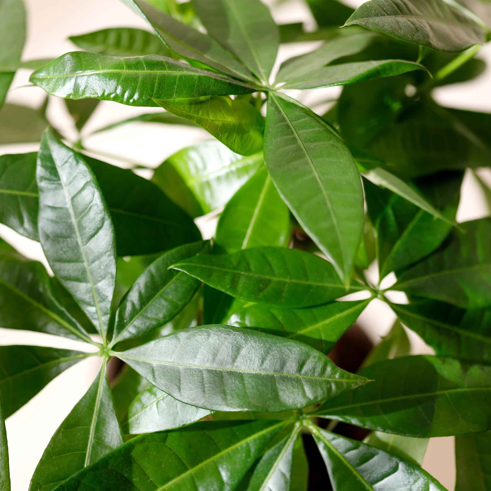 Image of Pachira Aquatica Geflochtener Stamm – 60-70cm – 17cm – Pflegeleichter Geldbaum – Grüne Zimmerpflanze für Wohnzimmer & Büro – Luftreinigend & dekorativ-4
