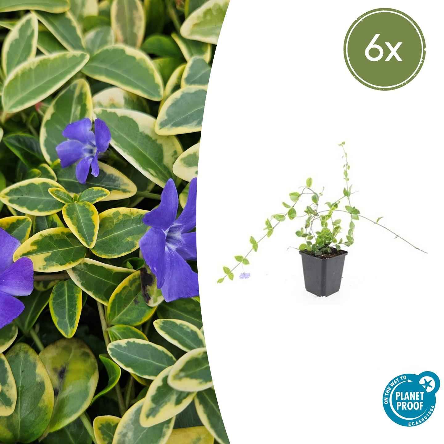 Image of Kleinblättriges Immergrün Vinca minor 'Blue and Gold' – ↕10-25cm – Ø9cm – 6 Pflanzen – Wintergrüner Bodendecker mit goldgelbem Laub – Blau-lila Blüten – Für Beete & schattige Bereiche – Pflegeleicht & robust