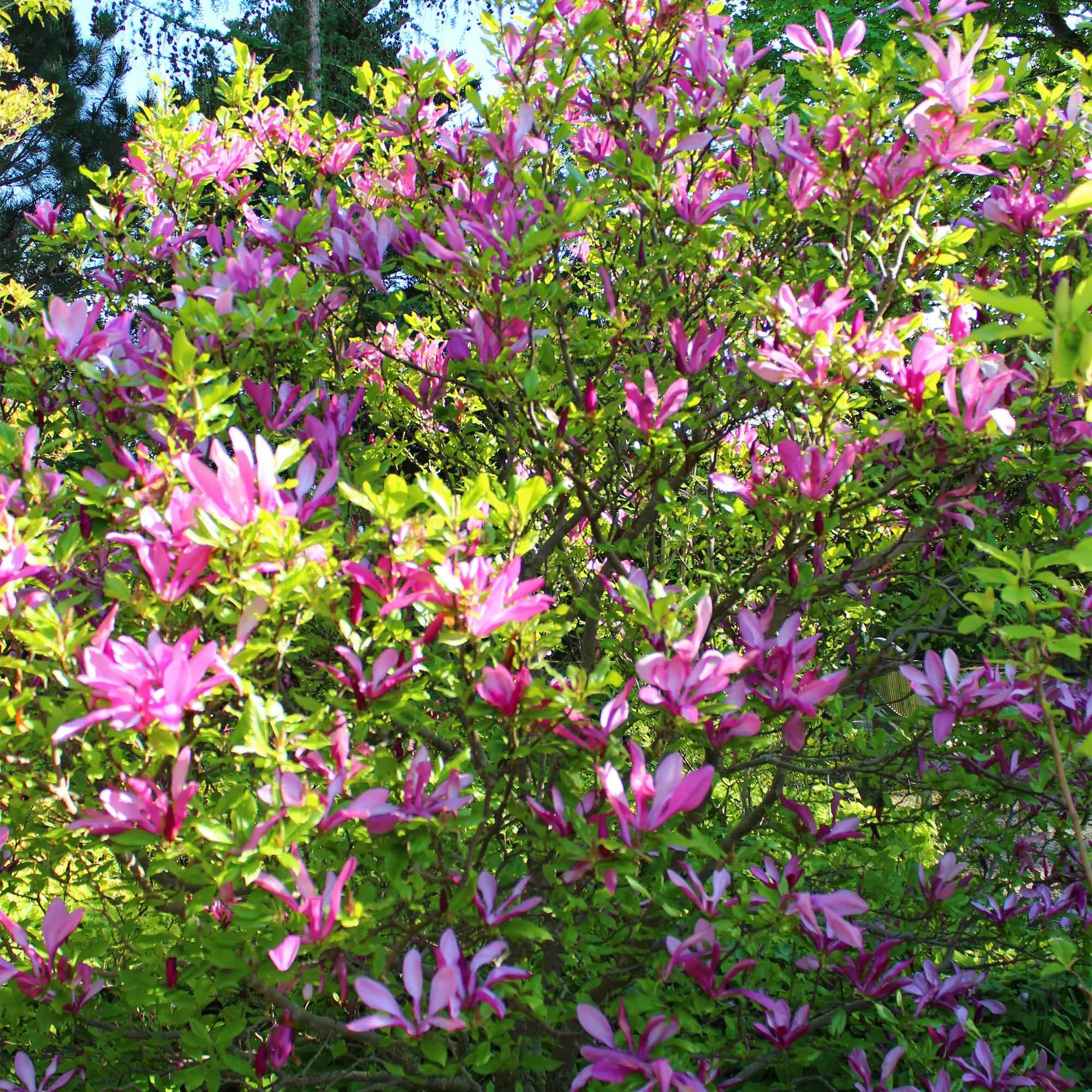 Image of Purpur – Magnolie Magnolia Susan – Strauch – Blumen dunkelrosa – Wenig Pflege – 17cm Höhe 45cm – Frühjahrsblüher für Garten & Terrasse