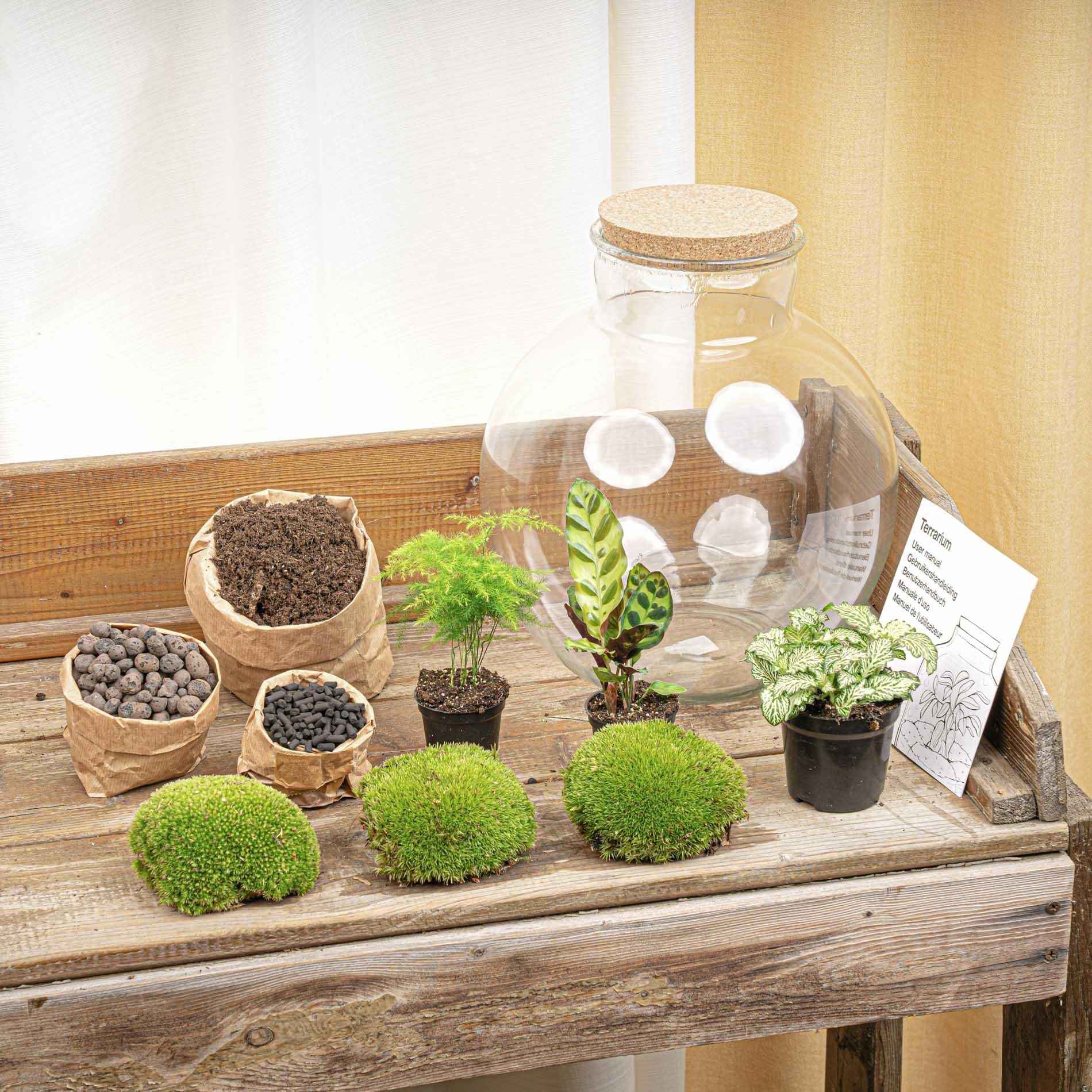 Image of Flaschengarten Bolder Bob – Ø31cm – ↕30cm – DIY Terrarium mit Korkdeckel & Pflanzen – Selbstversorgendes Mini – Ökosystem ohne Werkzeug-1