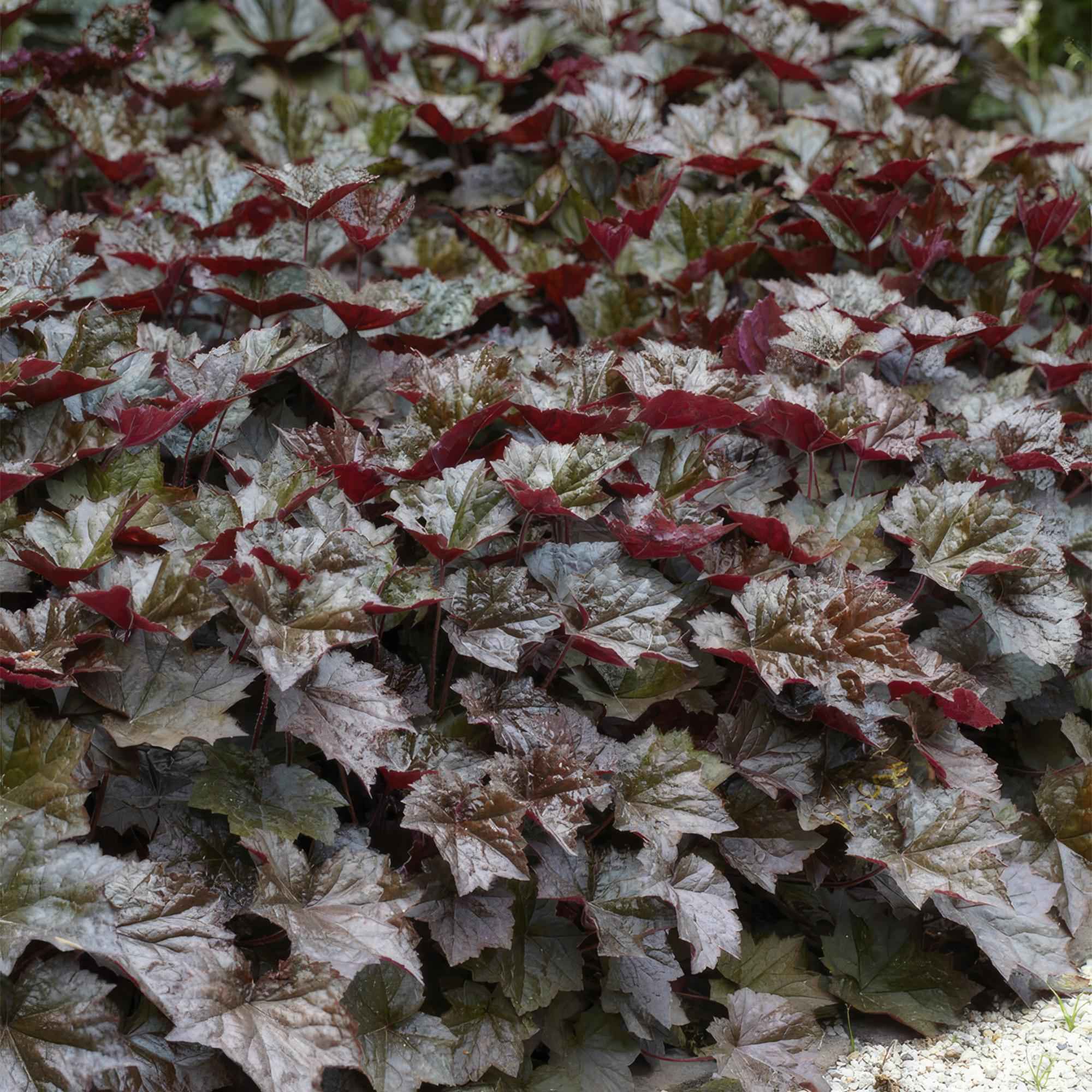 Image of Heuchera ‘Palace Purple’ – Bodendecker Ø9cm – Höhe 10-25cm – Dunkel – purpurrote Blätter – Weiße Blüten – Schattengarten – Pflanze – 24 Pflanzen-0