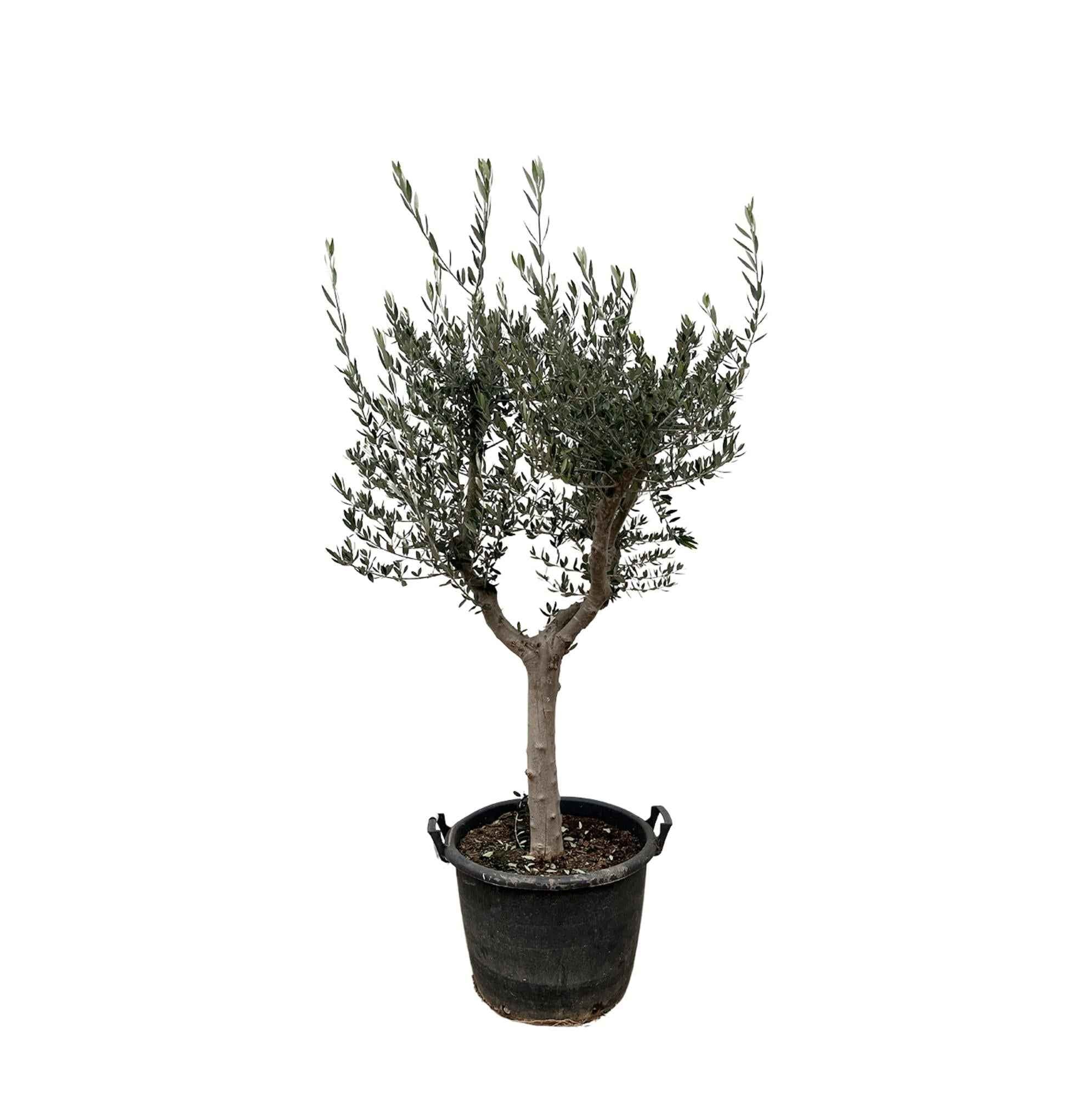 Image of Olivenbaum – Olea europaea ‘Cultivo’ – ca. 220cm hoch – Ø40cm – mediterraner Großbaum – für Garten, Terrasse & Wintergarten-0