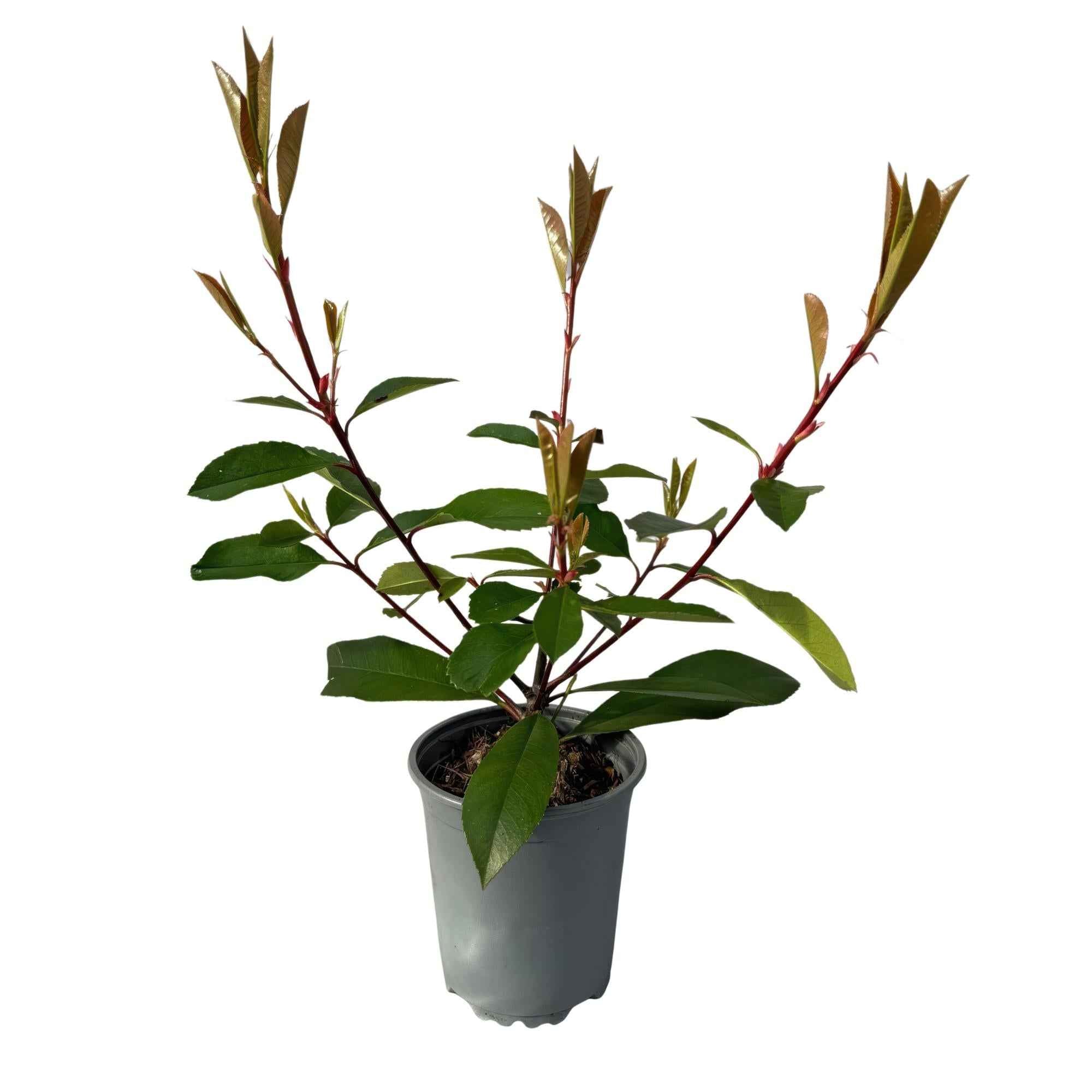 Image of Frasers Glanzmispel – Photinia fraseri Red Robin – Heckenpflanze – Blatt rot grün – 8 Pflanzen – 1 laufender Meter – immergrün – 9cm Höhe 30-35cm-0