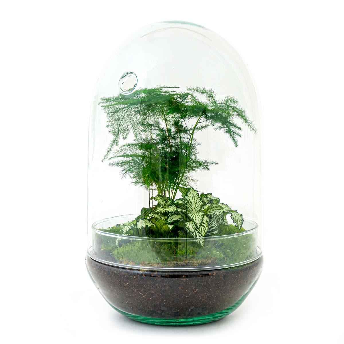Image of Flaschengarten Egg XL – DIY Bausatz Terrarium – ↕30cm – Do – It – Yourself Pflanzen – Set im Glas mit Korkdeckel – Autarkes Mini – Ökosystem-0
