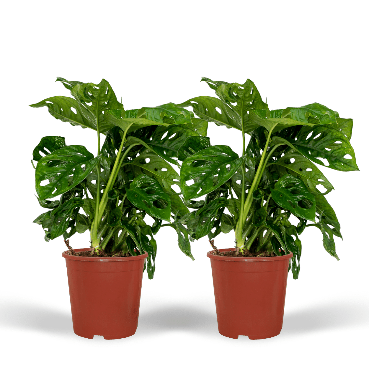 Image of Fensterblatt – Monstera Monkey Leaf – Zimmerpflanze – Ø12cm – ↕30cm – Lochblatt – Pflegeleicht – Tropisches Flair-0