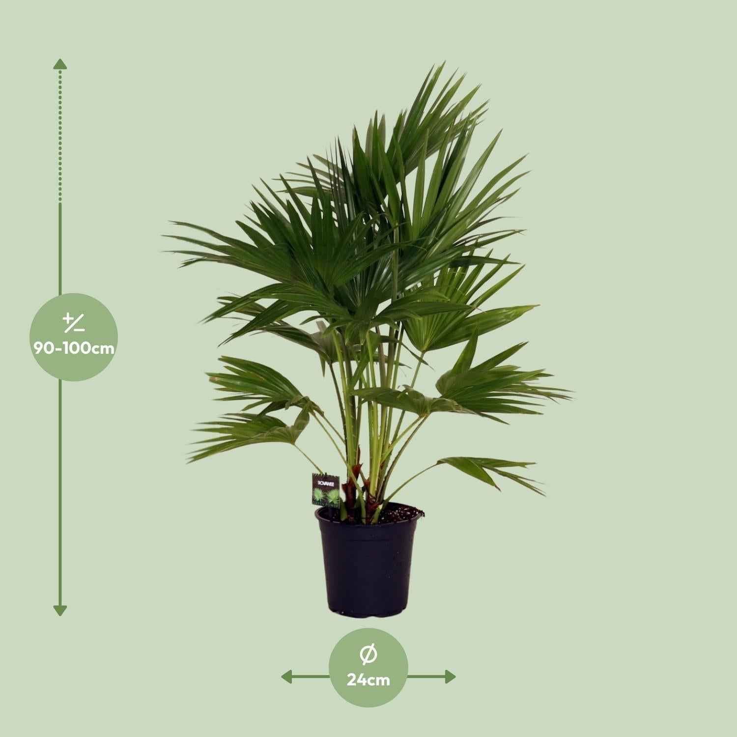 Image of Livistona Chinensis – Fächerpalme – Zimmer – & Terrassenpflanze – Ø24cm – Ca. 100cm hoch