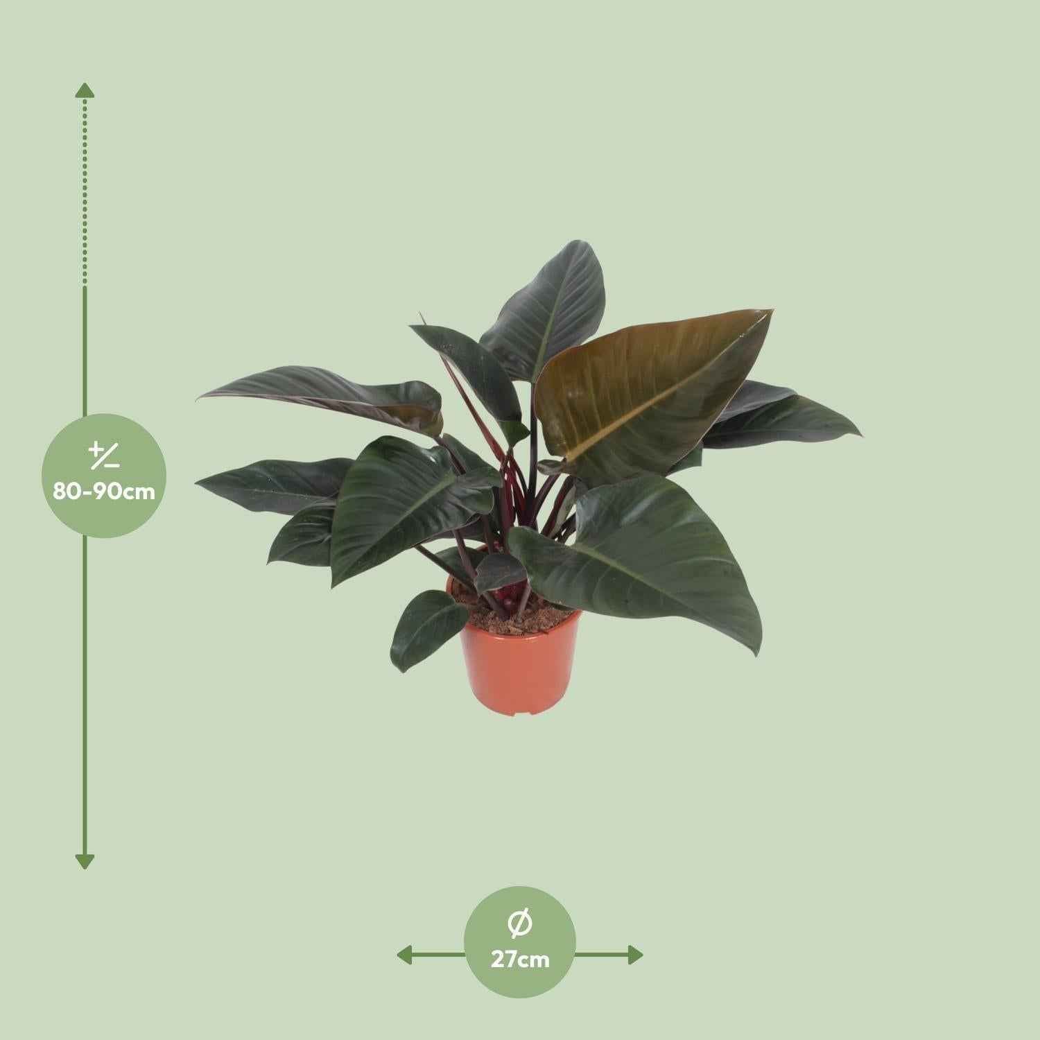 Image of Baumfreund – Philodendron Congo Red – Zimmerpflanze – Ø27cm – ↕80cm – Herzförmige Blätter – Luftreinigend – Pflegeleicht-1