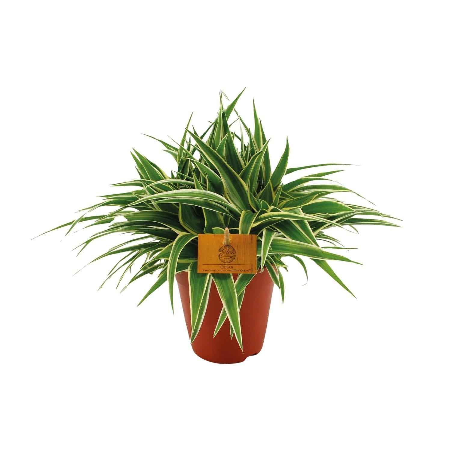 Image of Grünlilie – Chlorophytum Ocean – Zimmerpflanze – Ø15cm – ↕25cm – Pflegeleichte Spinnenpflanze mit langen, grünen Blättern-0