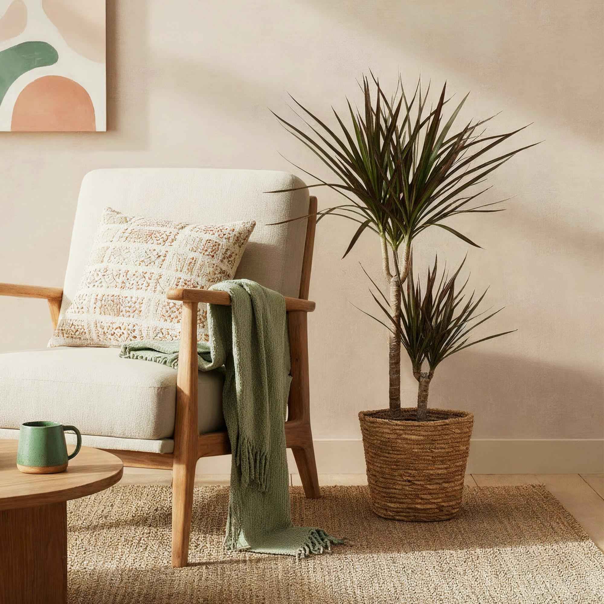 Image of Dracaena Magenta – Drachenbaum – 21cm – Höhe 90-100cm – Pflegeleichte rot – grüne Zimmerpflanze mit dekorativen Stämmen für Wohnzimmer und Büro-3