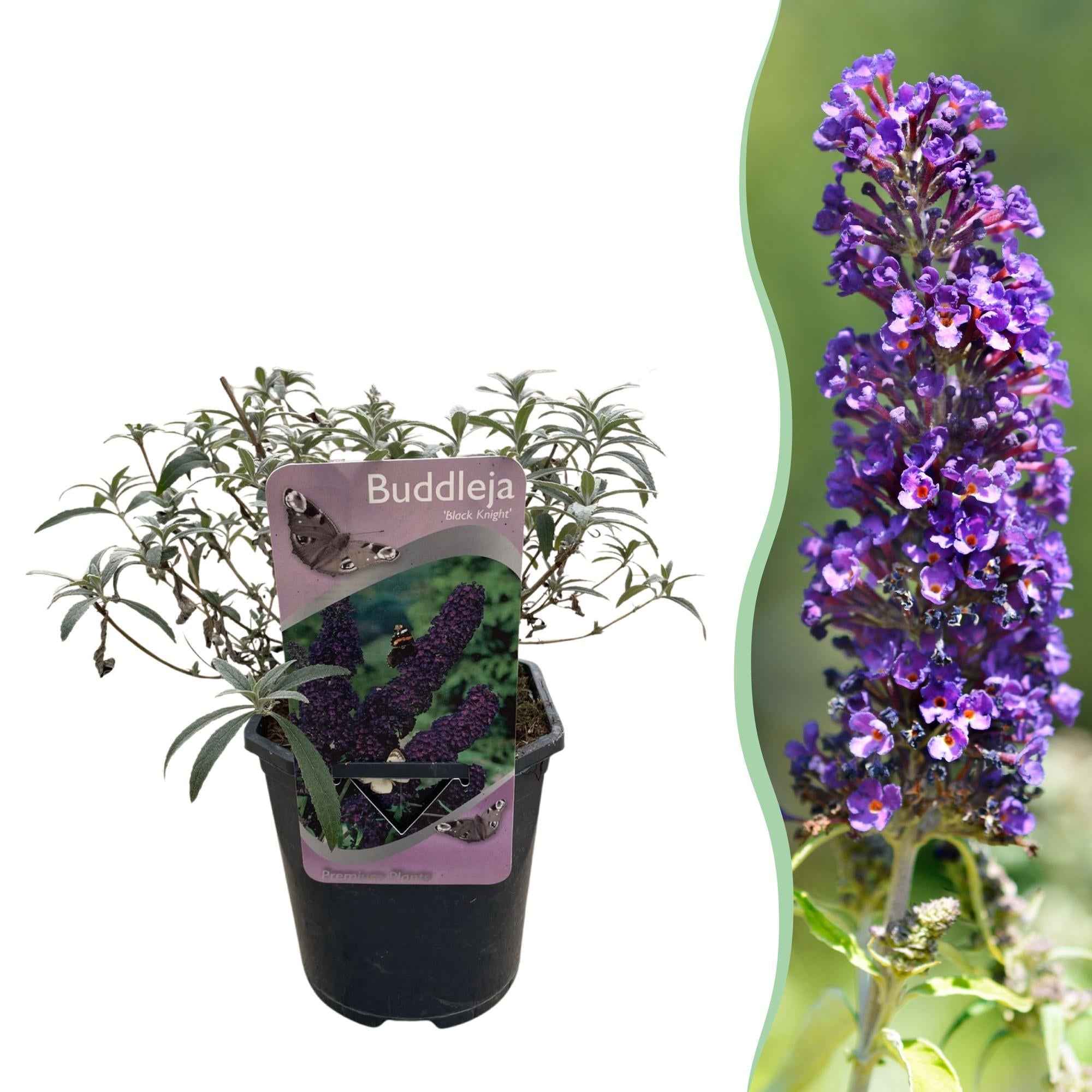 Image of Schmetterlingsstrauch Buddleja davidii Purple Emperor – Blüte Lila – Schmetterlingsanziehend – 17cm Höhe 25cm – Pflegeleicht & Sonnentolerant-1