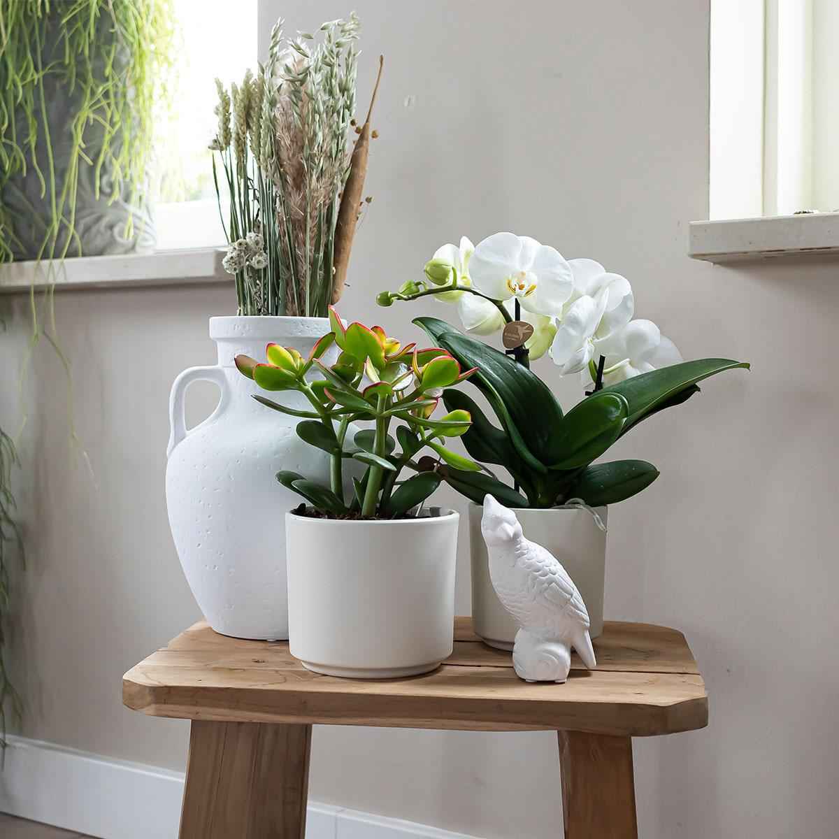 Image of Simplicity Blumentopf Weiß – Ø9cm – Blumentopf für kleine Zimmerpflanzen, Sukkulenten & Kräuter