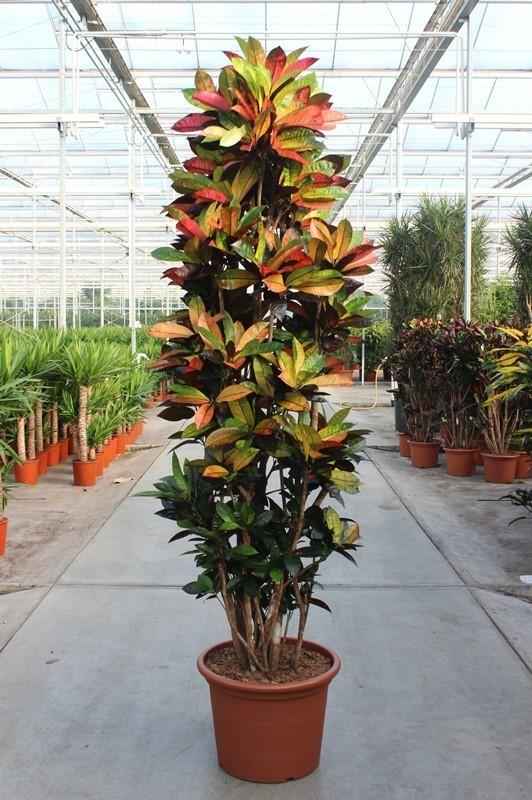 Image of Codiaeum Iceton – Kroton Zimmerpflanze 230cm – XXL Grünpflanze mit bunten Blättern – Tropische Großpflanze für Wohnzimmer Büro & Wintergarten-0