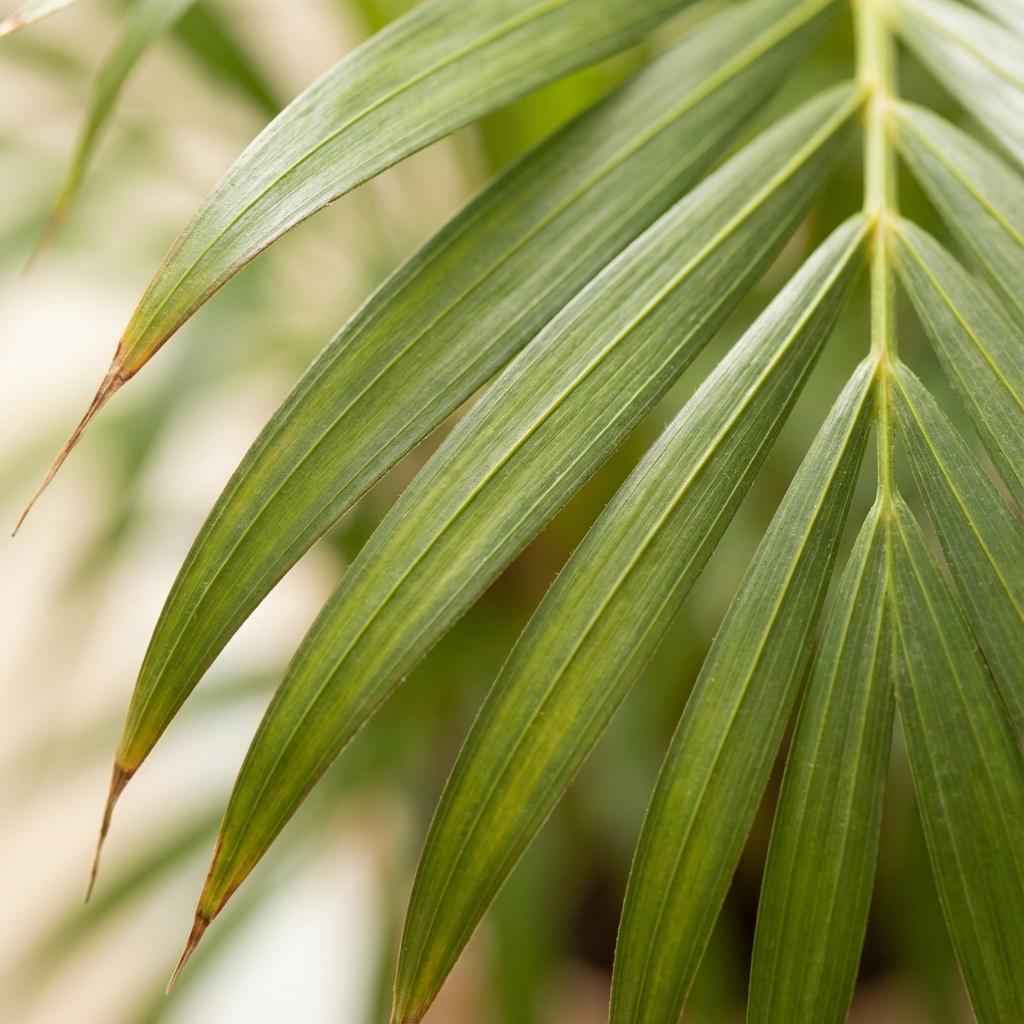 Image of Goldpalme Dypsis Lutescens Areca Zimmerpflanze 90-100cm Ø21cm Pflegeleichte Grünpflanze für Wohnzimmer Büro & Wintergarten-1