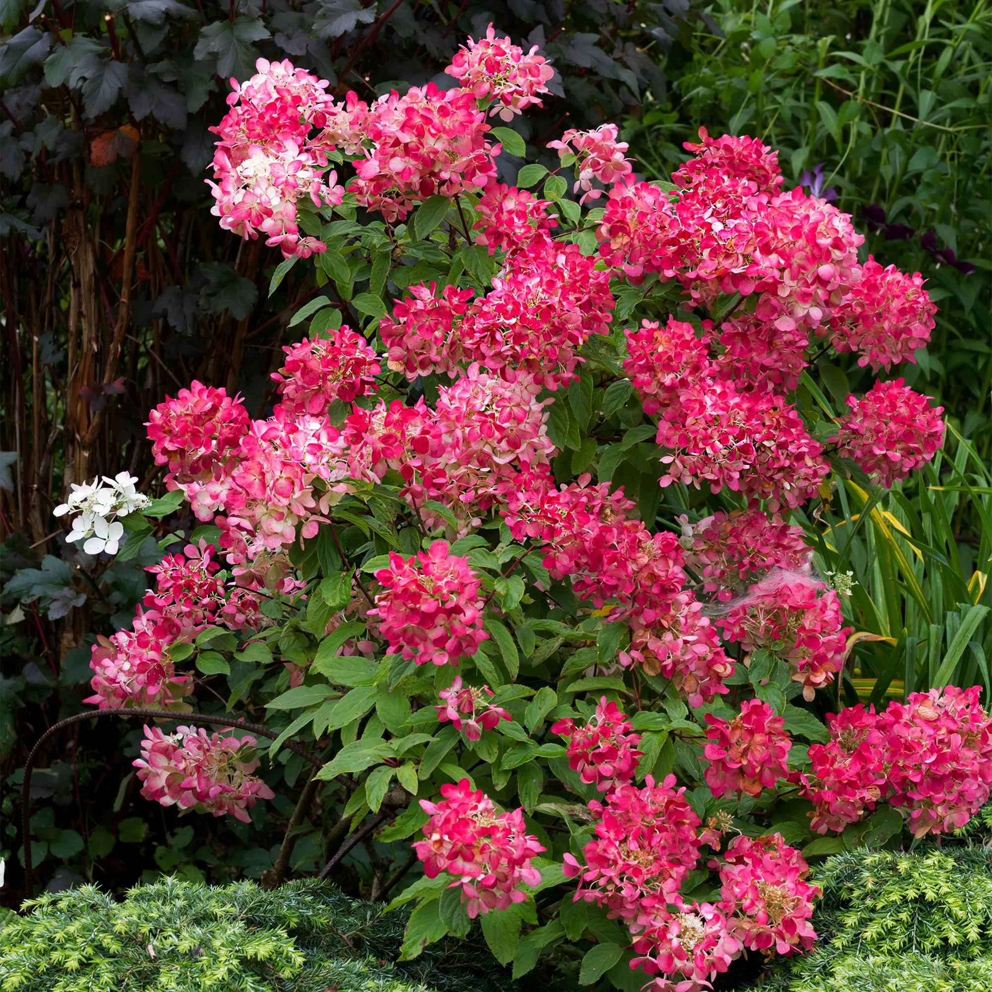 Image of Rispenhortensie – Hydrangea panniculata Pink Diamond – Blüte Weiß – Rosa – Laubabwerfend – Große Blüten – 17cm – Höhe ca. 50cm-4