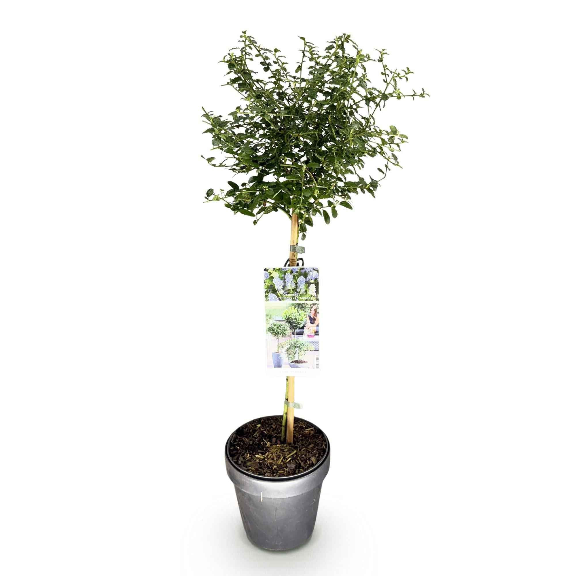 Image of Kalifornischer Flieder Ceanothus thyrsiflorus Repens Ø19cm Höhe90cm – Immergrüner Zierstrauch mit blau – lila Blüten-1