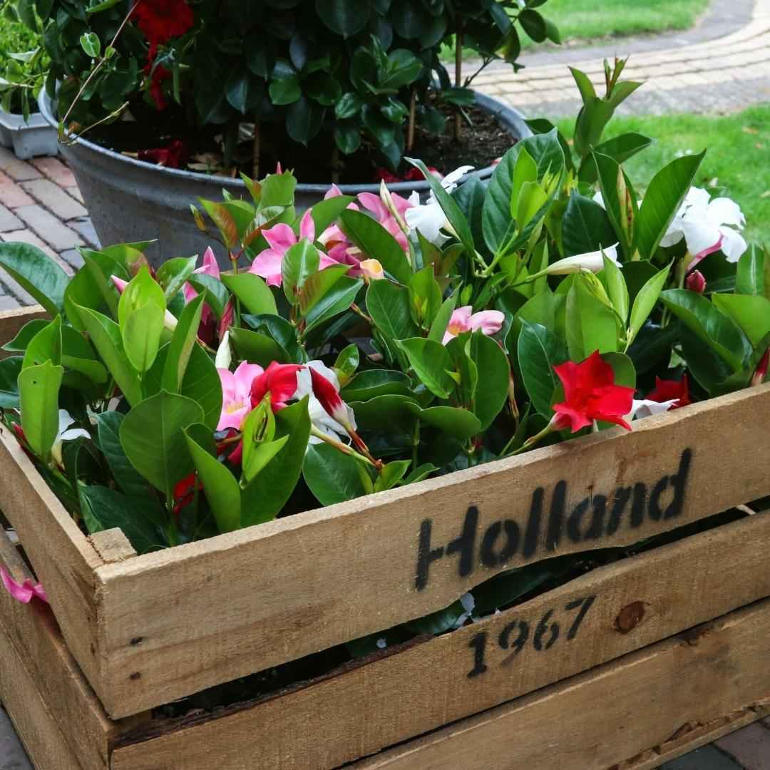 Image of Dipladenia Mix – 6er-Set Mandevilla – Pink, Weiß & Rot – Kletterpflanzen – Ø12 cm – Ca. 25 cm hoch – Blühfreudig, pflegeleicht & vielseitig – Für Garten, Terrasse & Balkon-2
