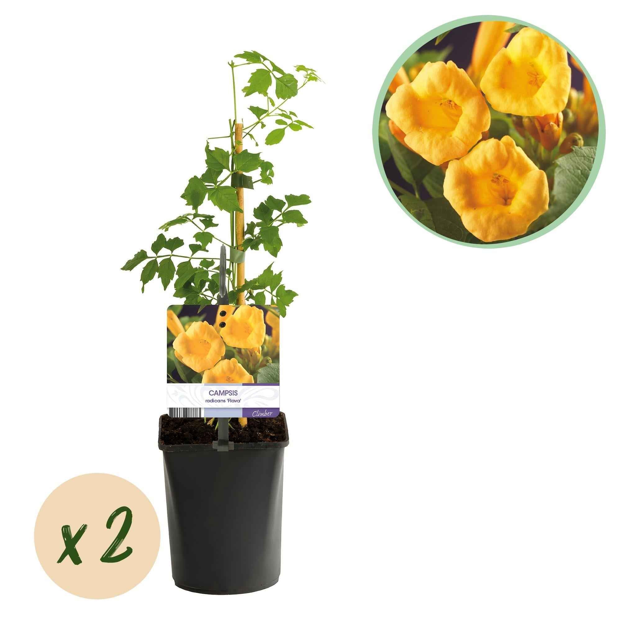 Image of Trompetenblume Campsis radicans ‘Flava’ – 2 Pflanzen – Gelbblühende Kletterpflanze – Schnellwüchsig & pflegeleicht – Ideal für Zaun, Wand & Pergola-1