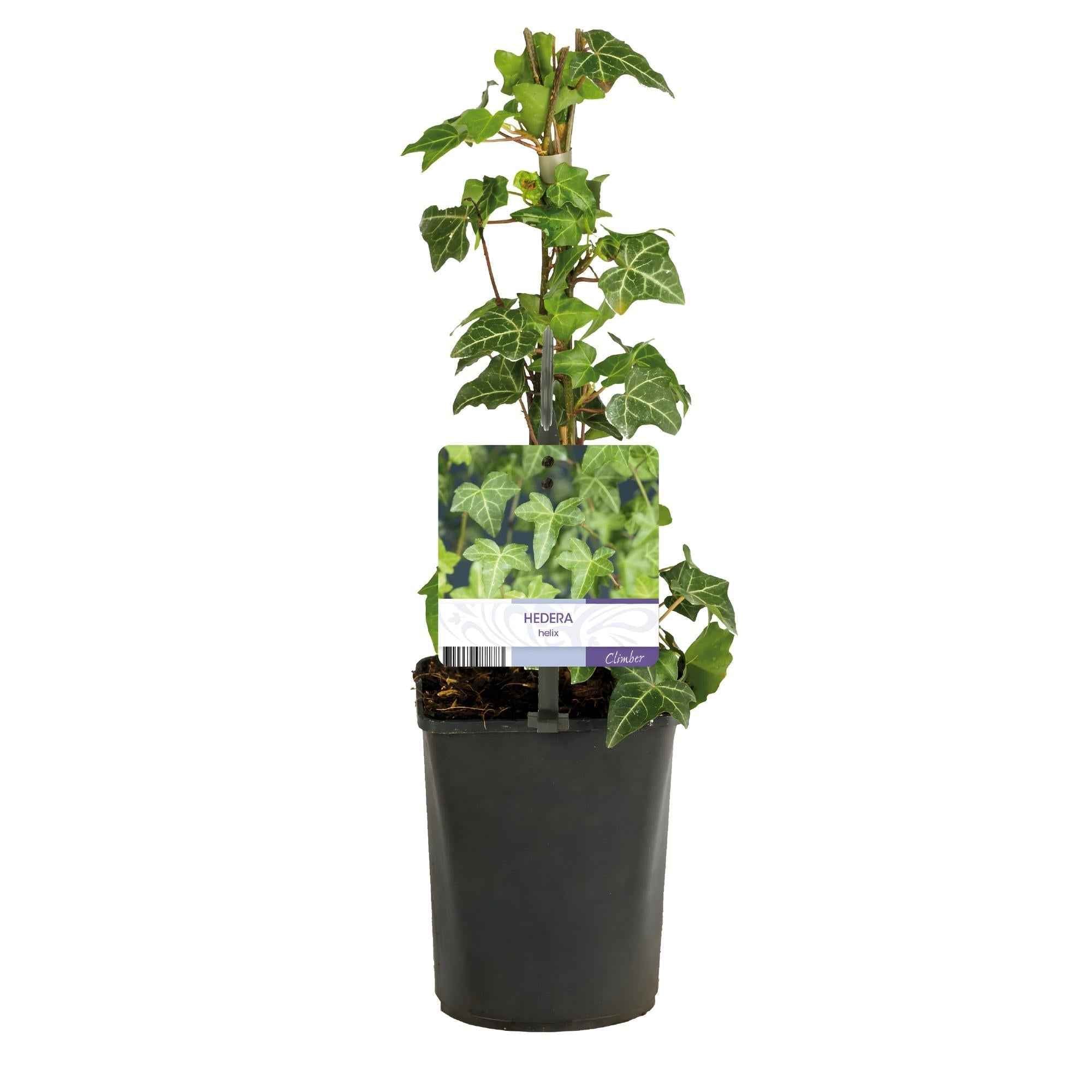 Image of Kletterpflanze Hedera helix – Immergrün – Grüne Blätter – 11cm x H40cm – Pflegeleicht – Für Garten, Balkon & Innenräume
